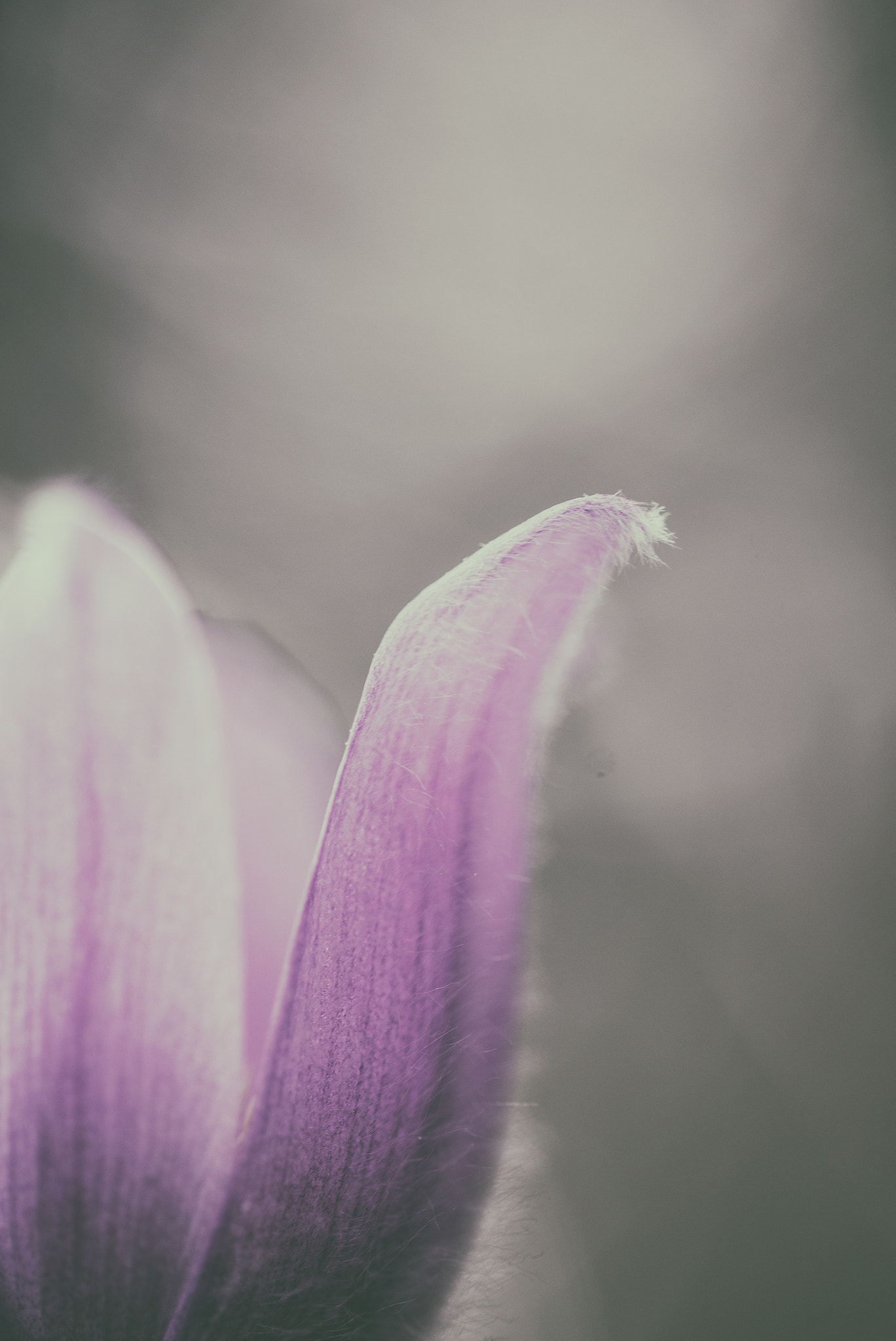 Sigma 105mm F2.8 EX DG OS HSM sample photo. Anemone iii photography