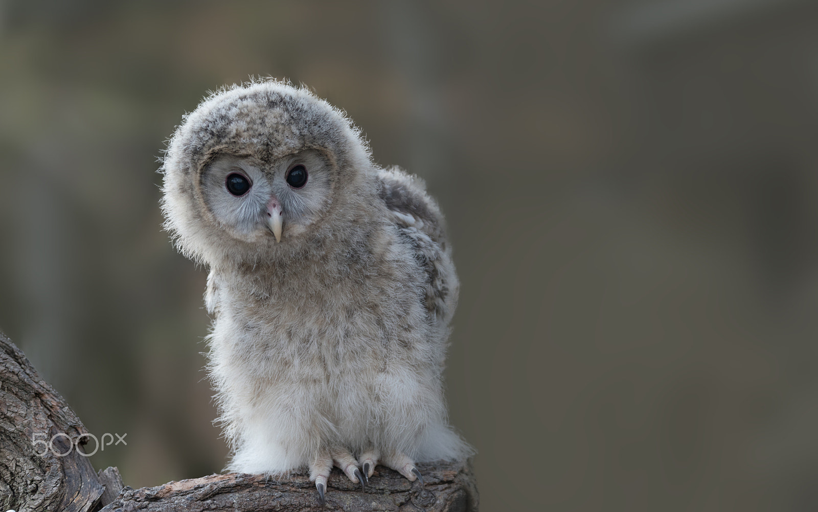Tokina AT-X 70-200mm F4 PRO FX VCM-S sample photo. Owl baby photography