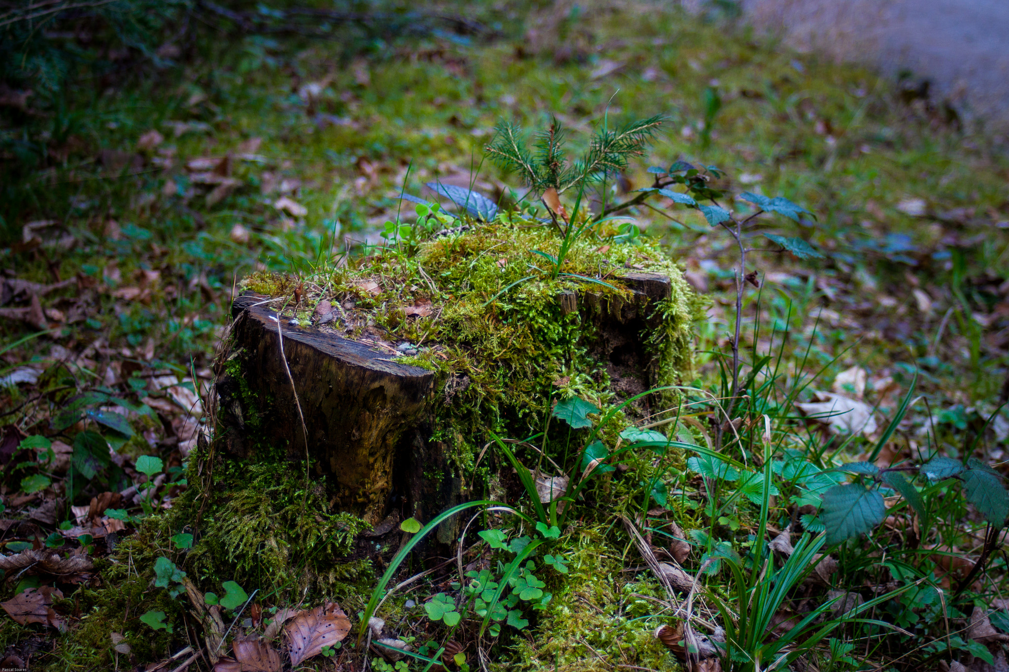 Canon EF 35-80mm f/4-5.6 sample photo. Life and dead photography