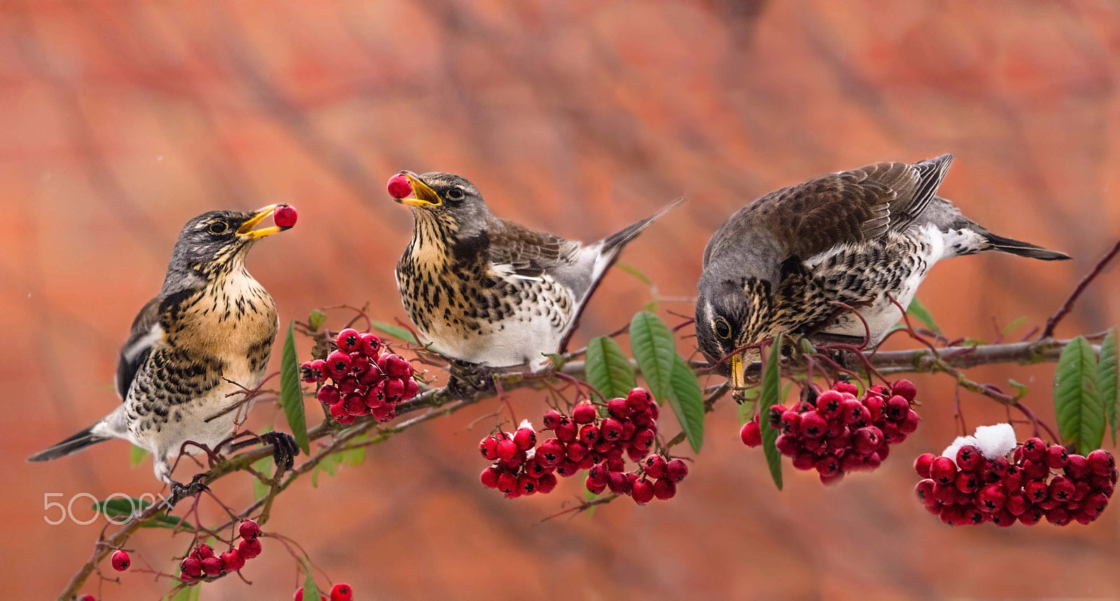 Nikon D7000 sample photo. Fieldfare feast photography