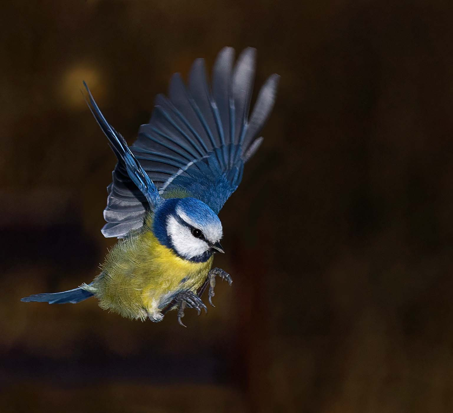 Canon EF 70-200mm F4L IS USM sample photo. Caught in flight photography