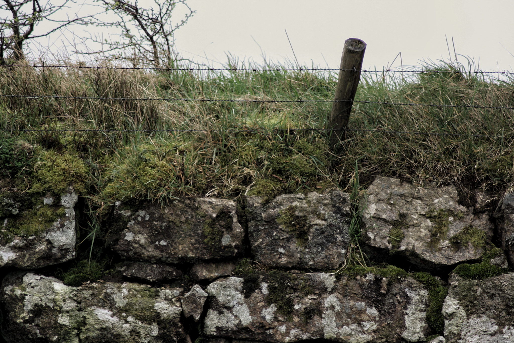 Canon EOS 1000D (EOS Digital Rebel XS / EOS Kiss F) sample photo. 31-03-17 | dartmoor national park photography