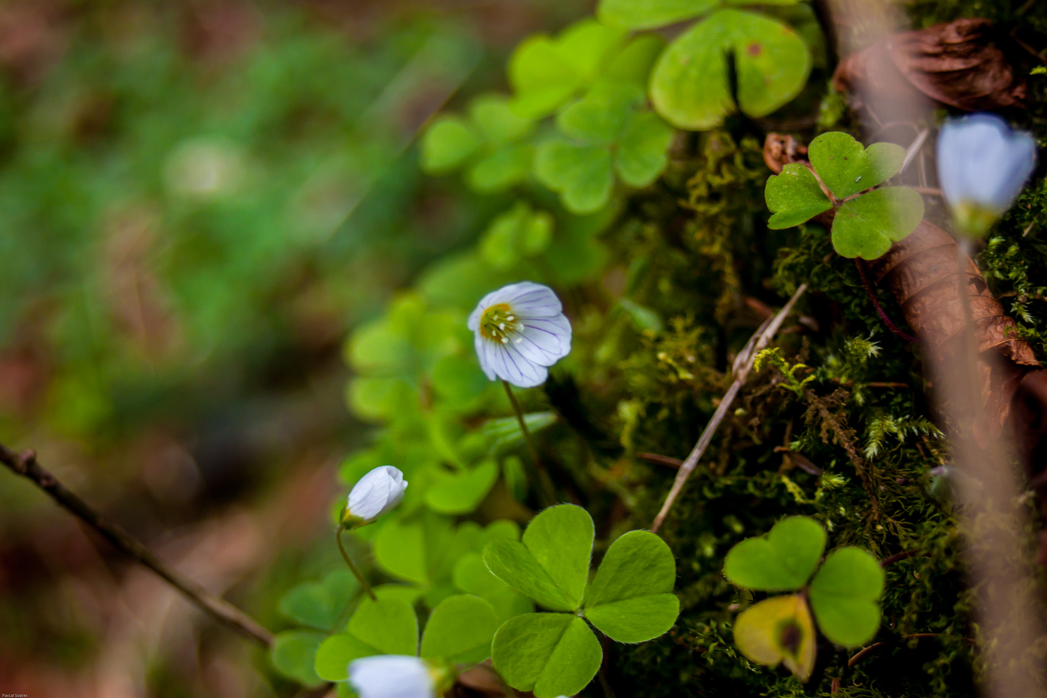 Canon EF 35-80mm f/4-5.6 sample photo. Blooming clover photography