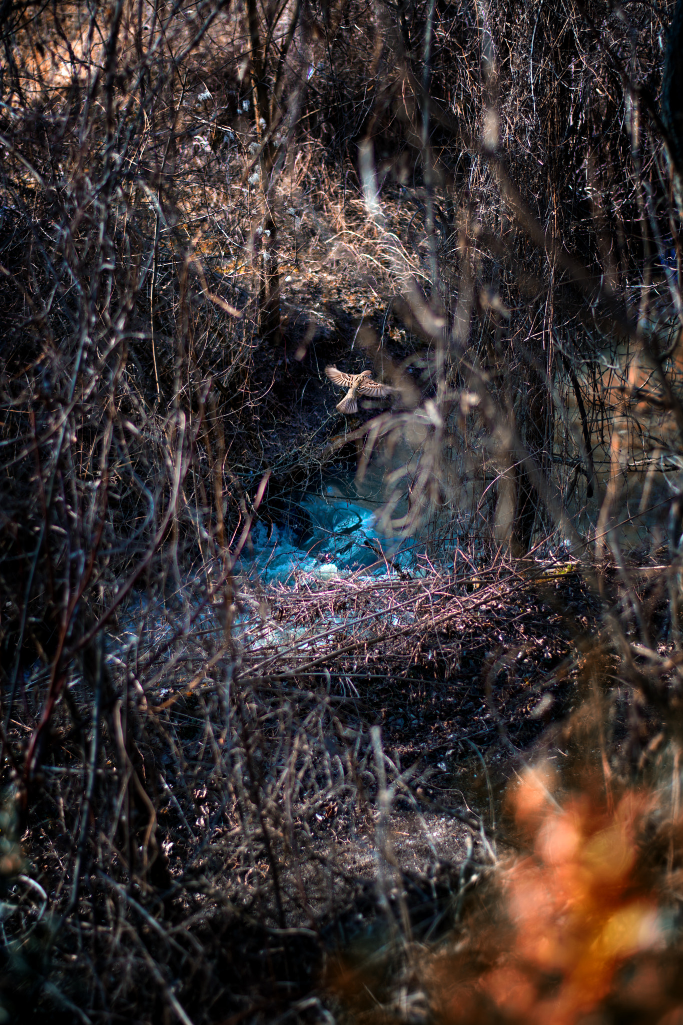 Nikon D7100 + Nikon AF-S Nikkor 50mm F1.8G sample photo. Near the creek photography