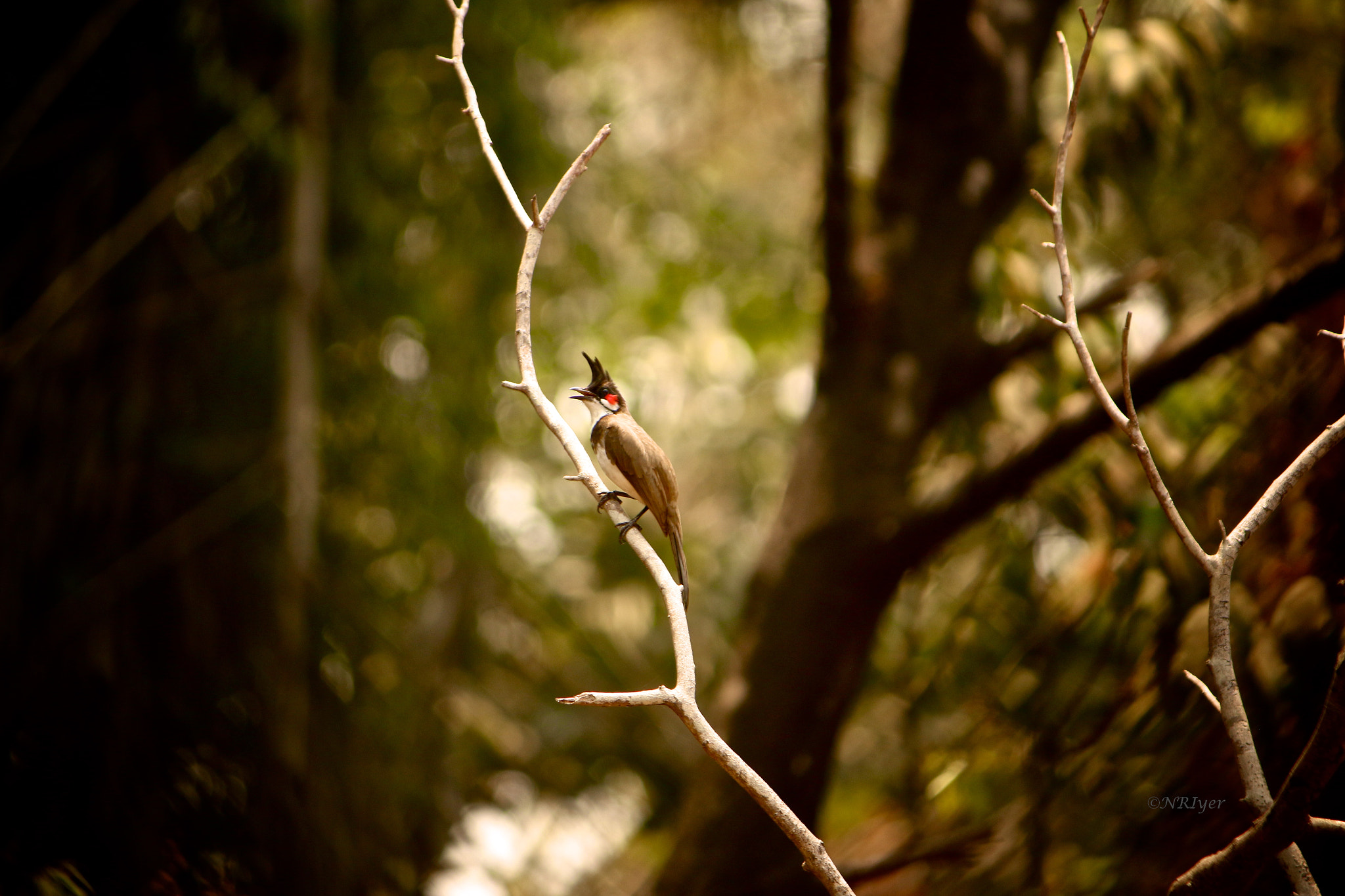 Canon EOS 70D + Canon EF-S 55-250mm F4-5.6 IS sample photo. Bird bokeh photography