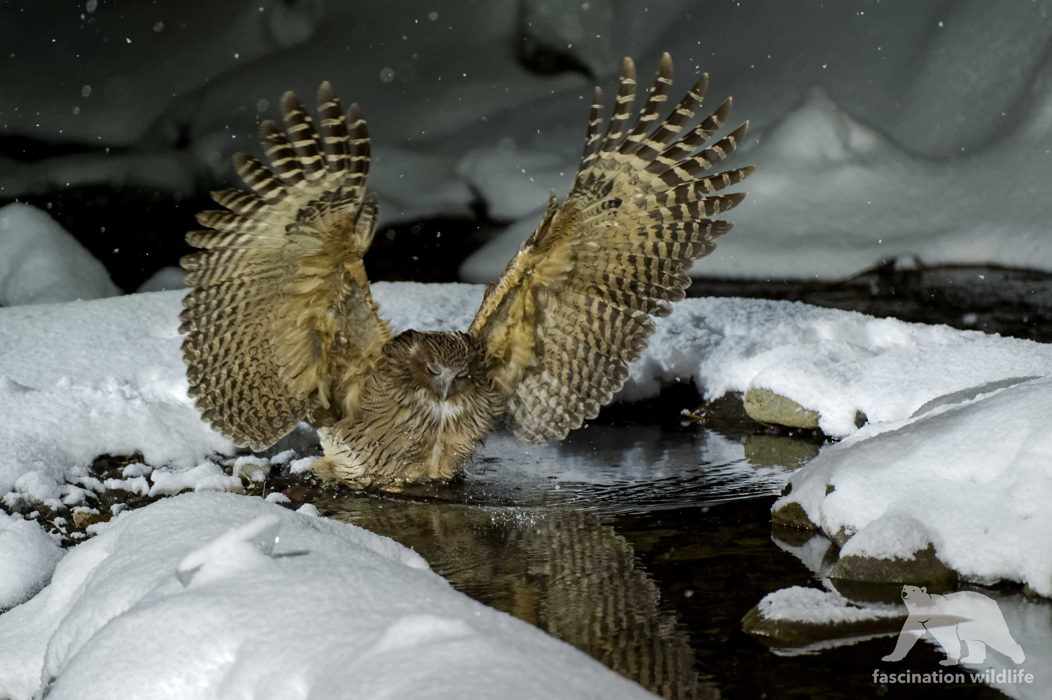 Nikon AF-S Nikkor 200-400mm F4G ED-IF VR sample photo. Blakiston's fish owl photography