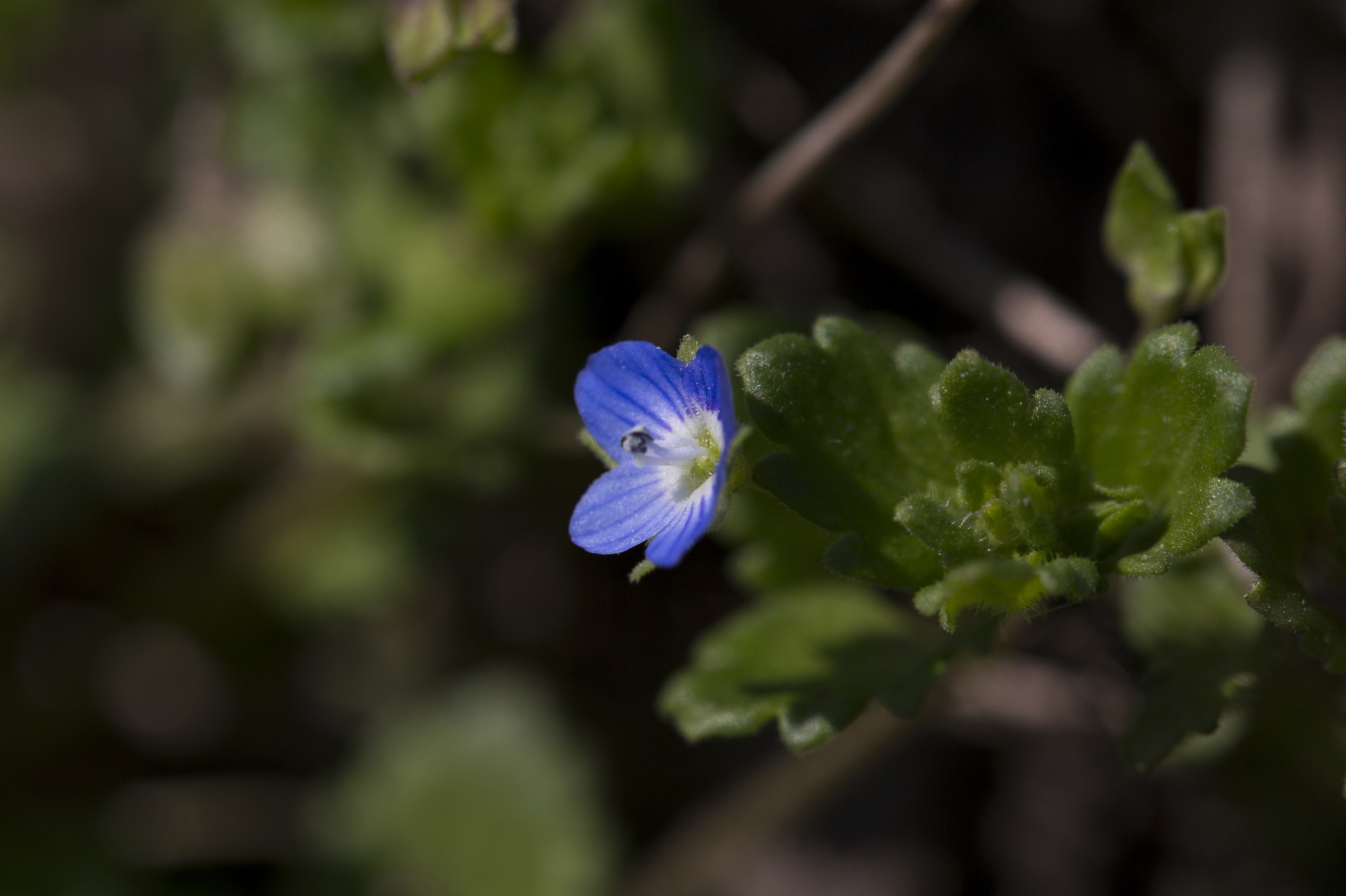 Canon EF 100mm F2.8L Macro IS USM sample photo. Blue flower photography