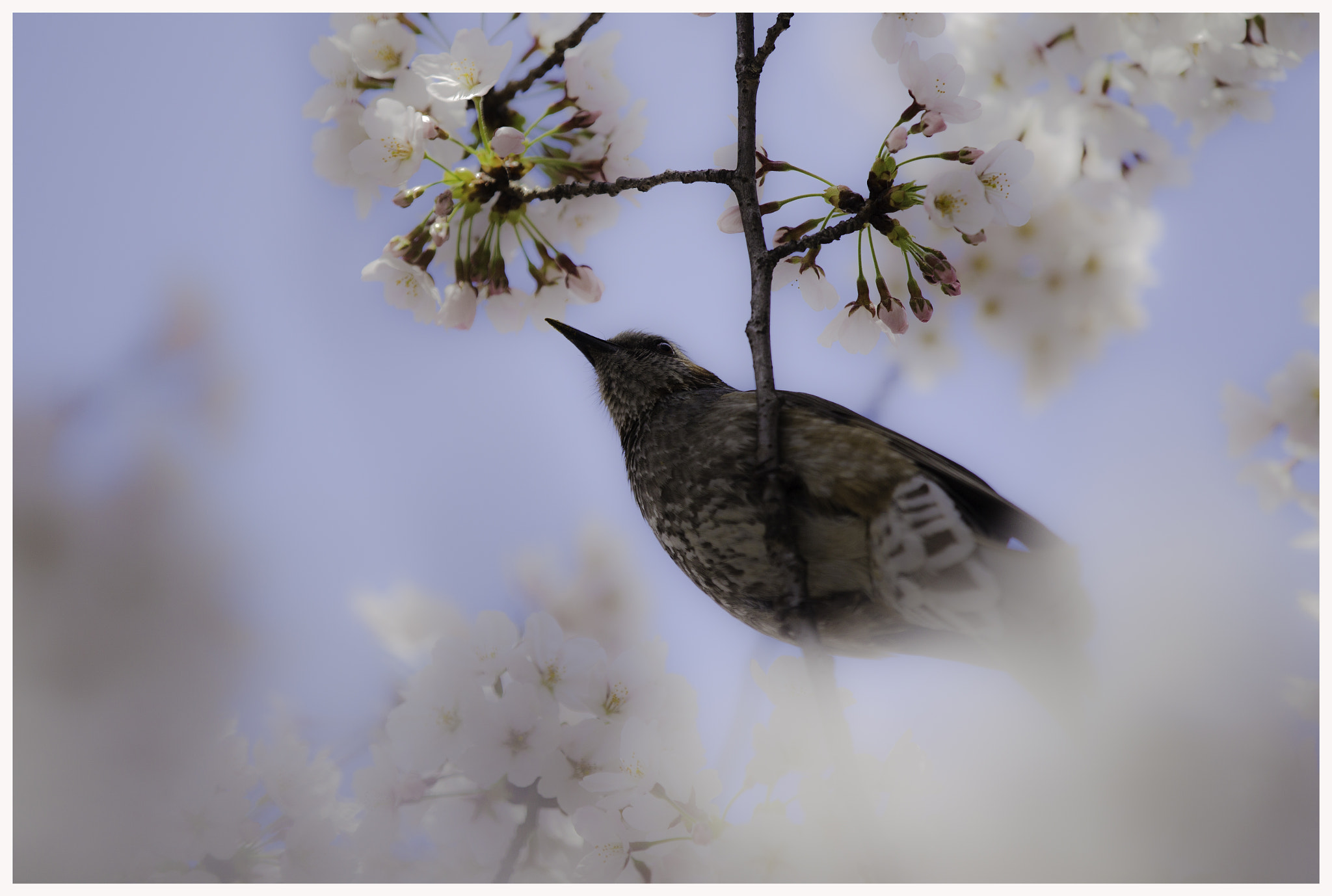 Canon EOS-1D Mark IV sample photo