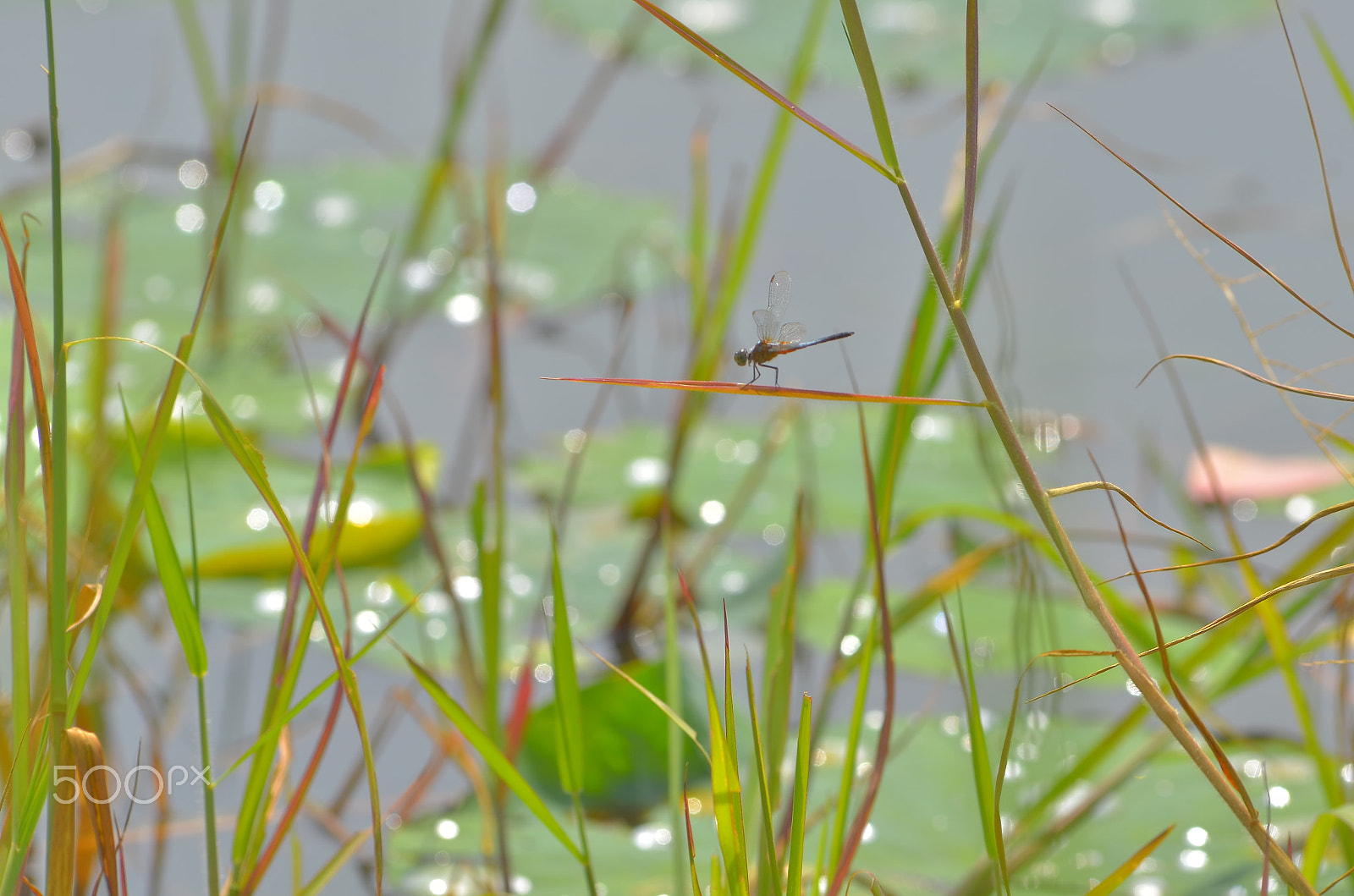 Nikon AF-Nikkor 80-200mm F2.8D ED sample photo. Ao sen photography