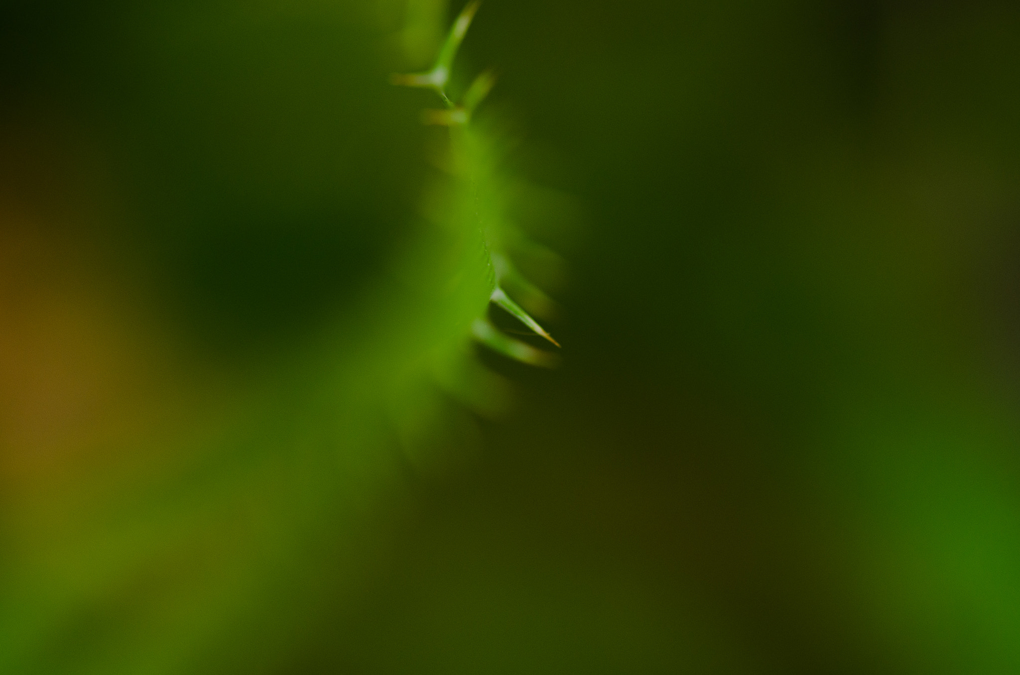 Nikon AF-S Micro-Nikkor 105mm F2.8G IF-ED VR sample photo. . photography