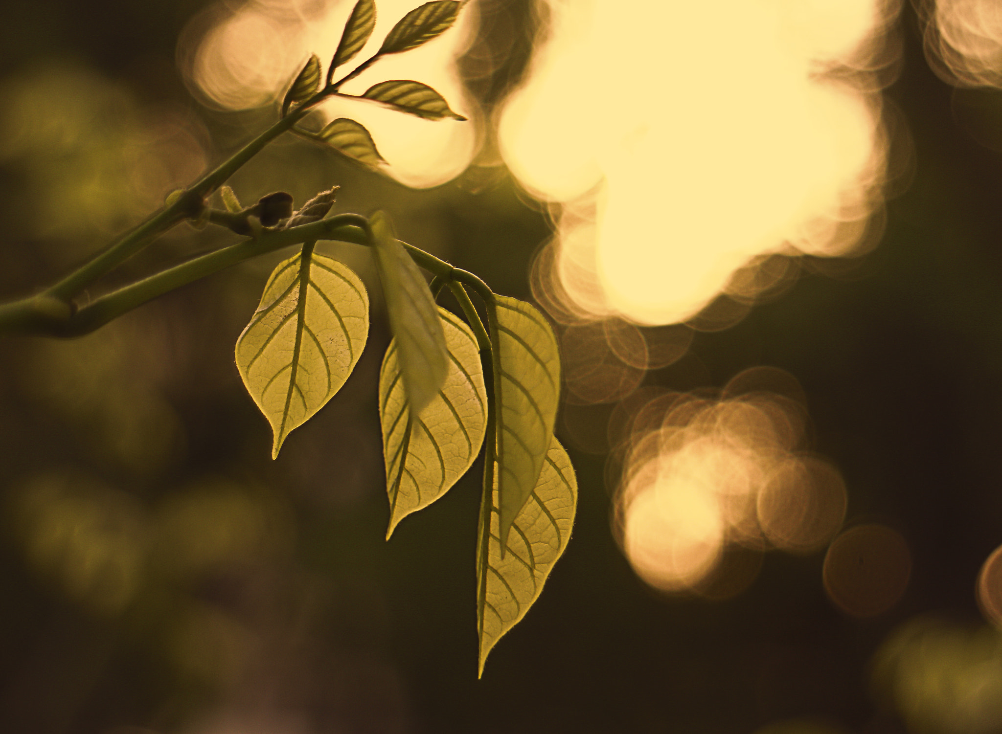Canon EOS M2 sample photo. Spring leaves photography