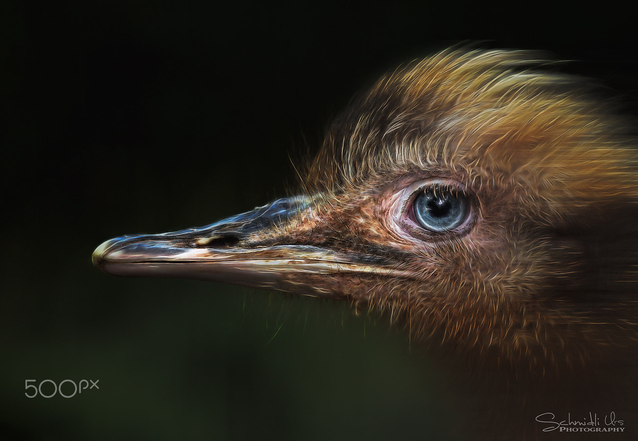 Canon EF 100-400mm F4.5-5.6L IS USM sample photo. Vogel strauss photography