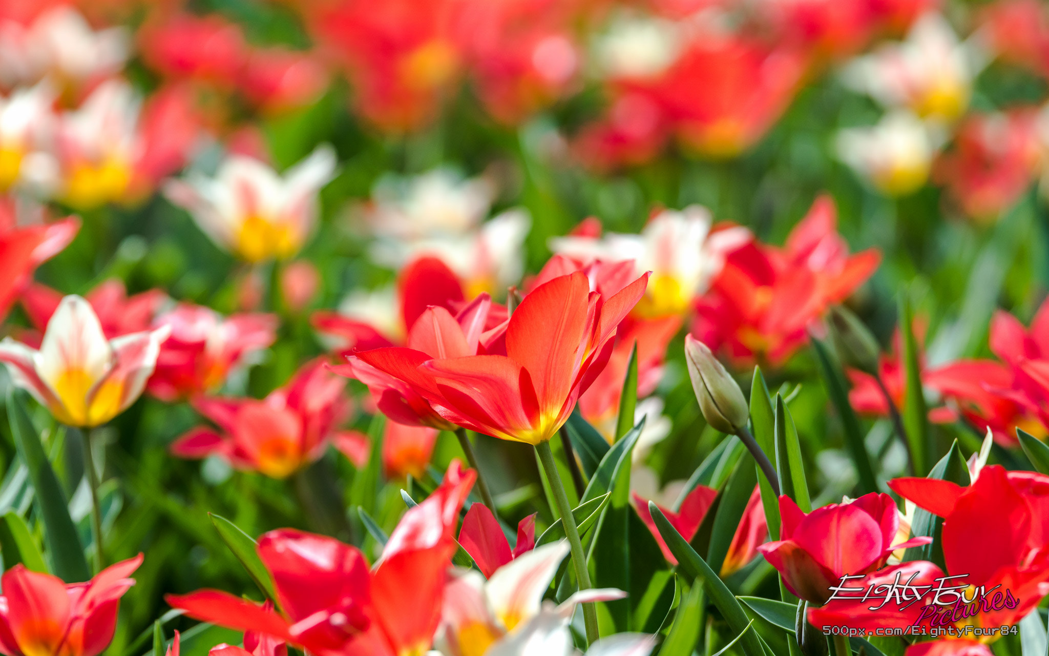 Sony ILCA-77M2 + Tamron SP 70-200mm F2.8 Di VC USD sample photo. Tulips in koblenz photography