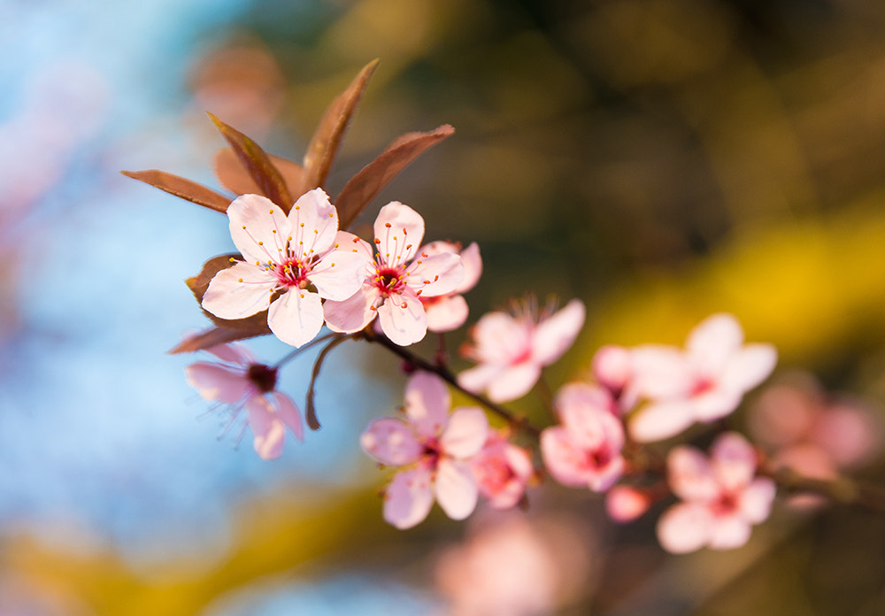 Nikon D610 sample photo. Cherry blossom photography