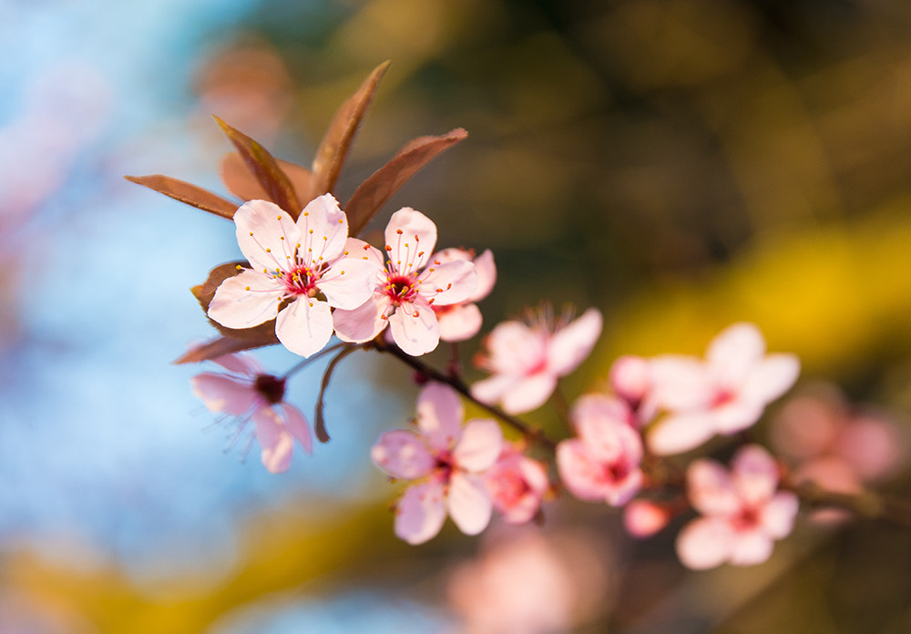 Nikon D610 + Sigma 24-105mm F4 DG OS HSM Art sample photo. Cherry blossom photography