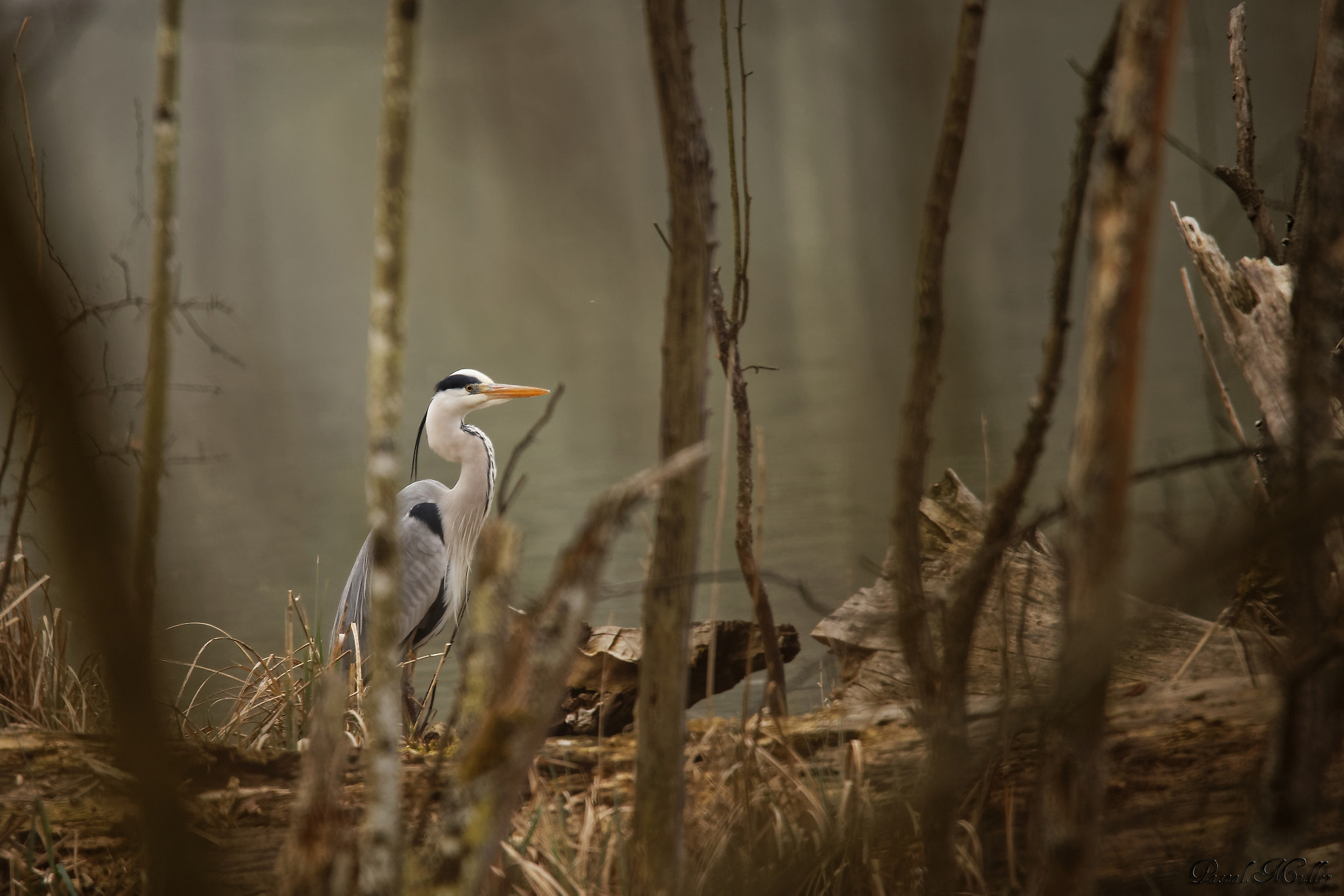 Tamron SP 150-600mm F5-6.3 Di VC USD sample photo