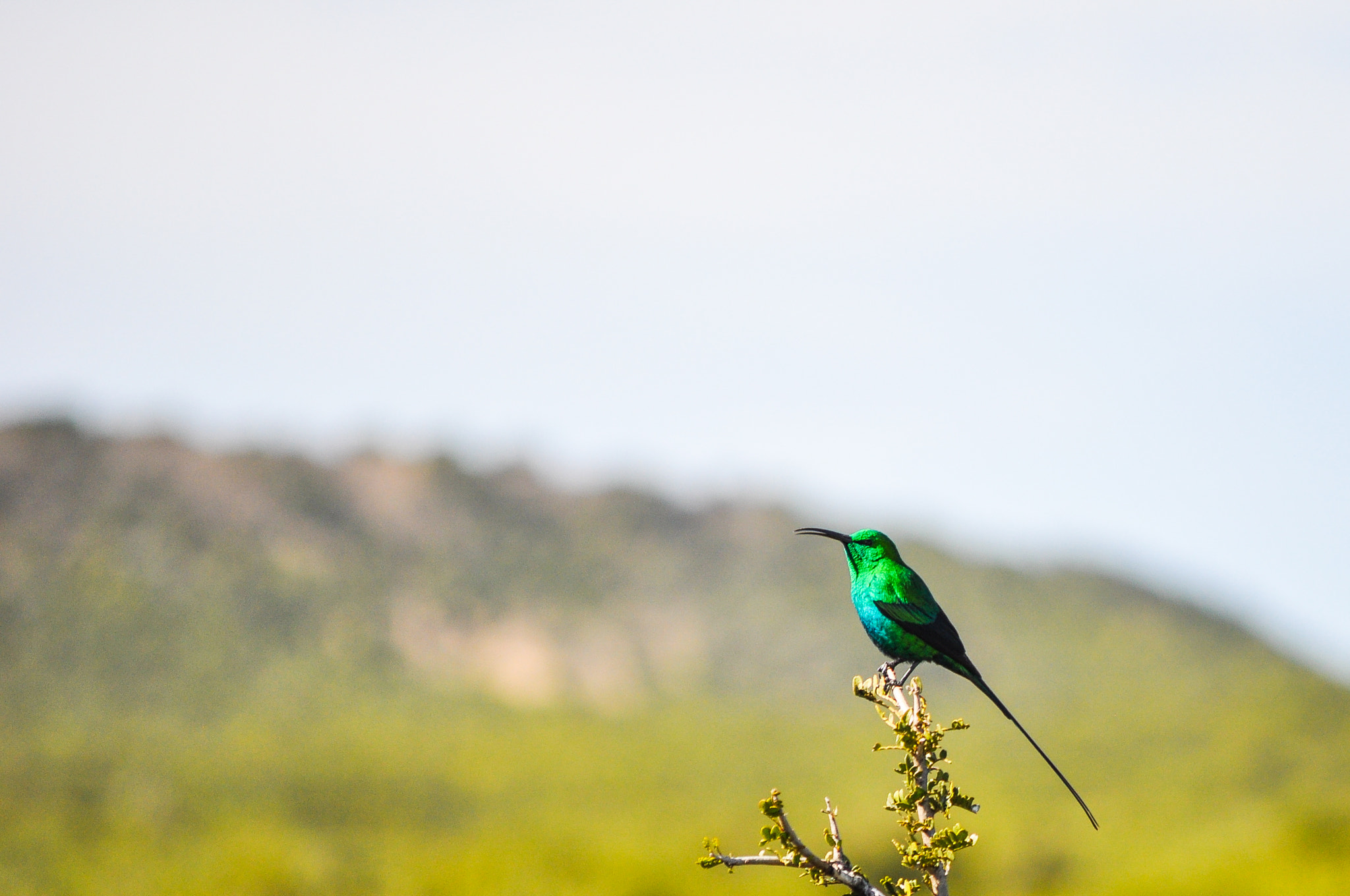 Nikon D90 sample photo. Malachite sunbird (male) photography