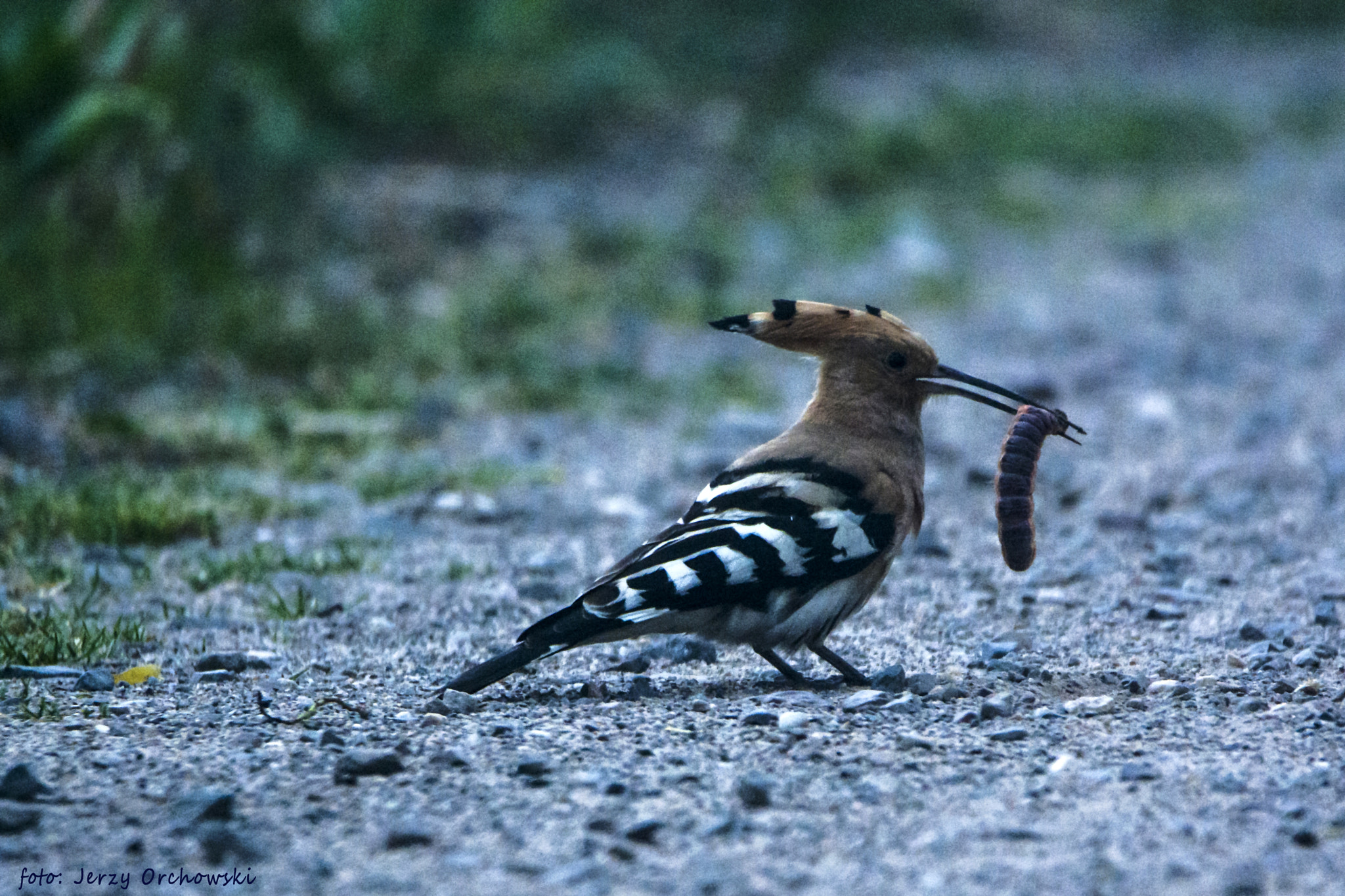 Nikon D7100 sample photo