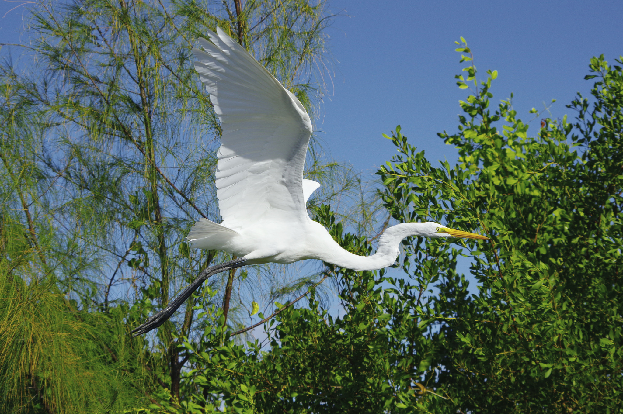 Pentax K-3 + Pentax smc DA 55-300mm F4.0-5.8 ED sample photo. Ptaszek photography