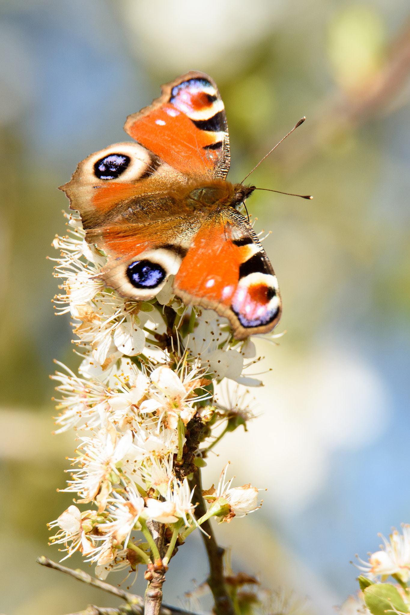 Nikon D7200 sample photo. Peacock photography