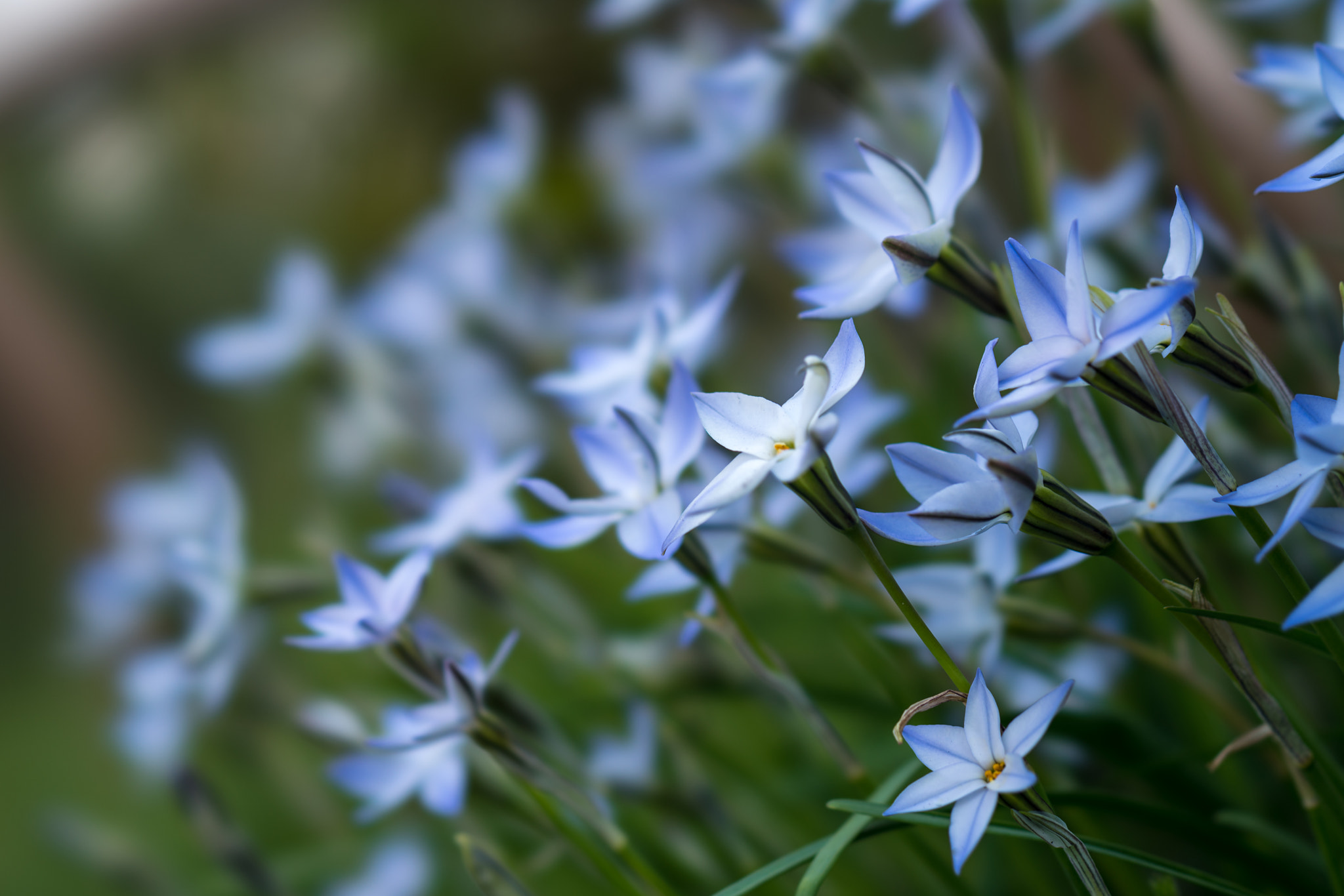 Sony FE 100mm F2.8 STF GM OSS sample photo. Special thanks photography