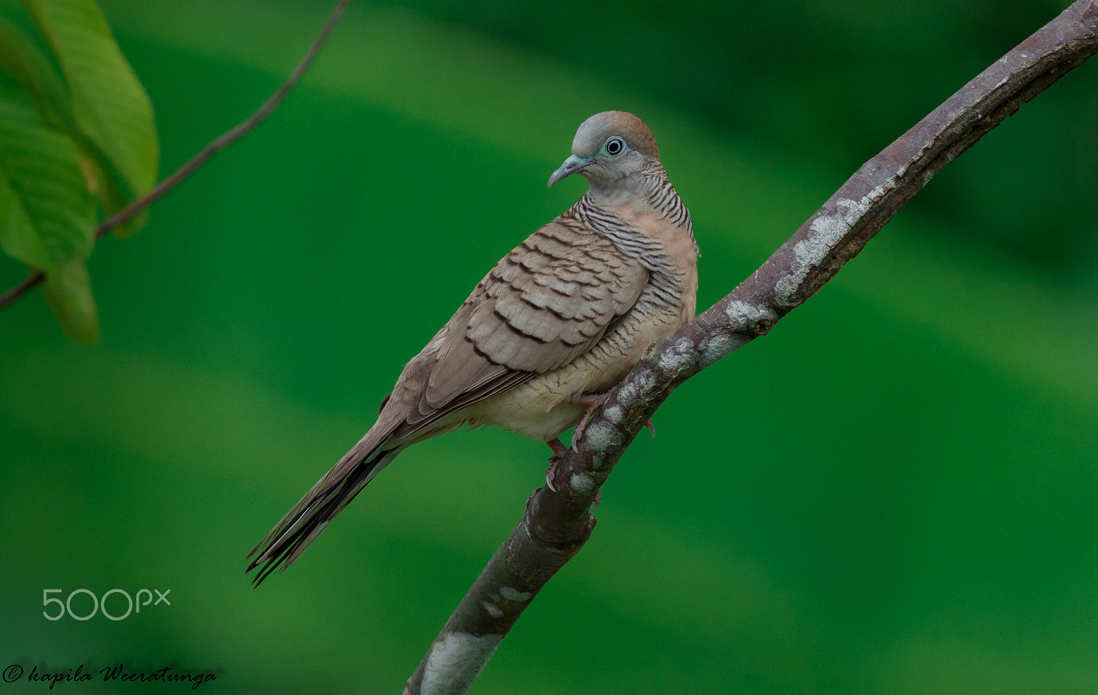 Canon EF 400mm F5.6L USM sample photo. Zebra dove photography