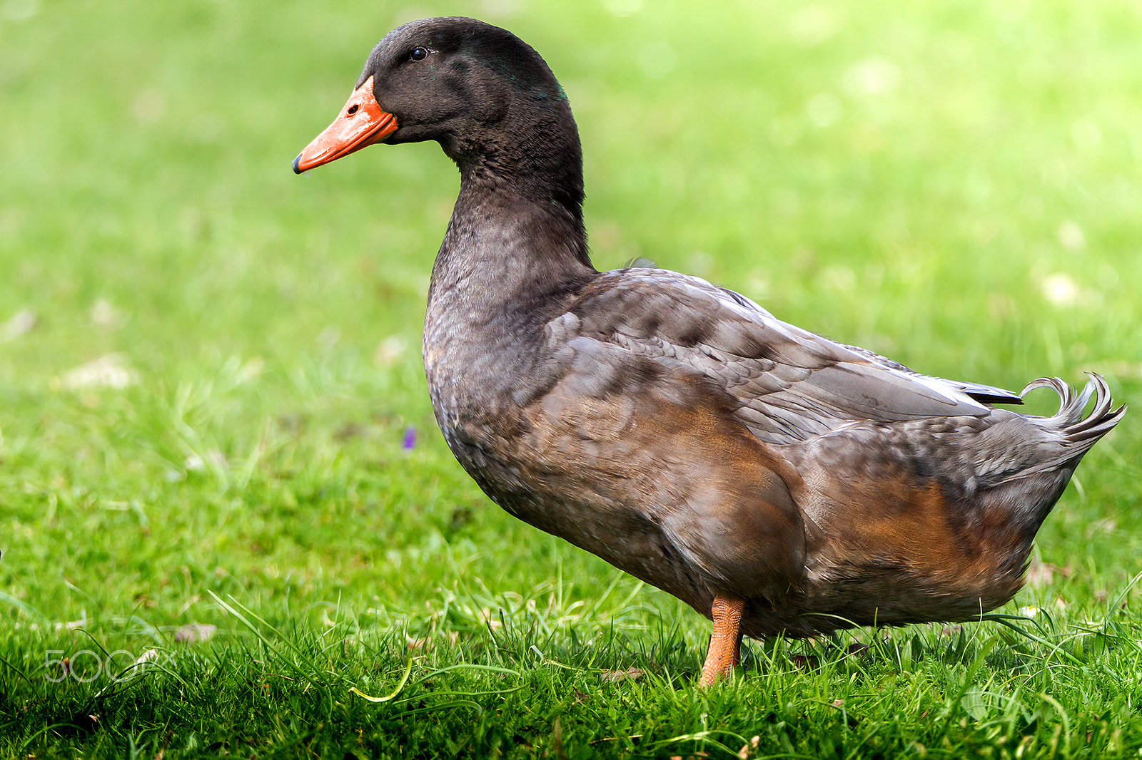 Tamron SP 150-600mm F5-6.3 Di VC USD sample photo. Goose photography