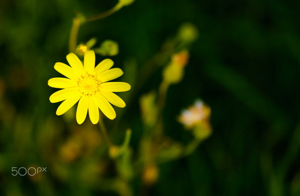 Sigma 70-300mm F4-5.6 APO DG Macro sample photo. Yellow photography