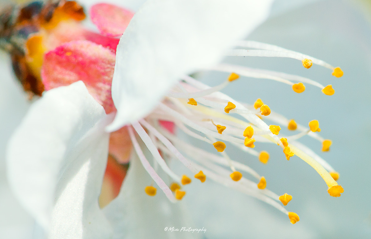 Nikon AF-S Micro-Nikkor 105mm F2.8G IF-ED VR sample photo. 花蕊 photography