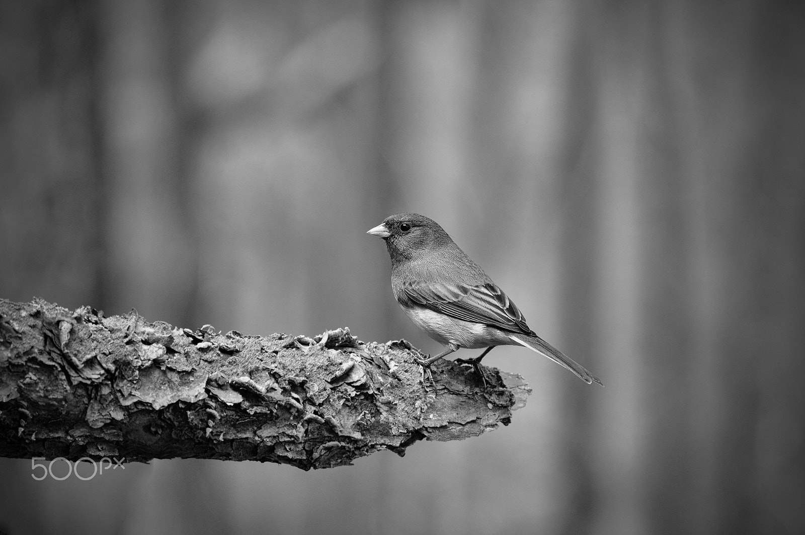 Nikon D90 sample photo. Junco black and white photography