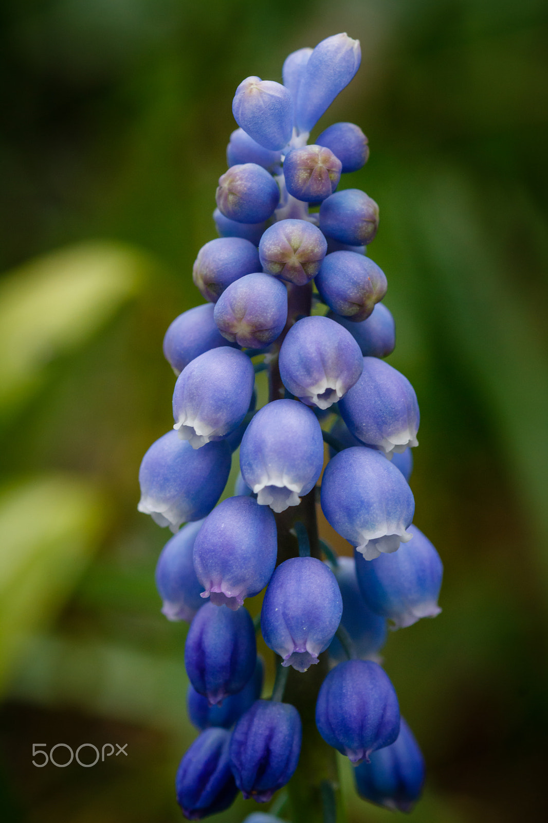 Sigma 105mm F2.8 EX DG OS HSM sample photo. Muscari botryoides photography