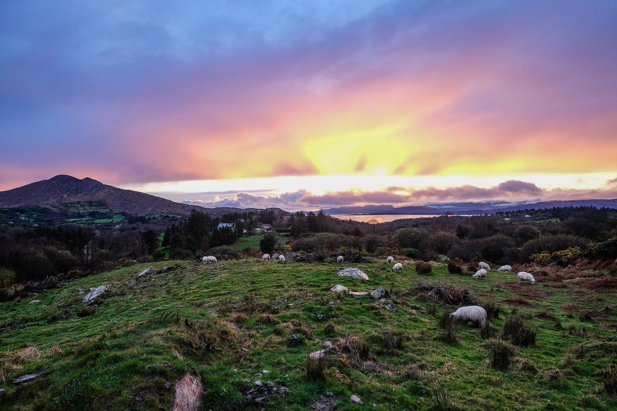 Fujifilm X-T1 + Fujifilm XF 14mm F2.8 R sample photo. Happy sheep photography