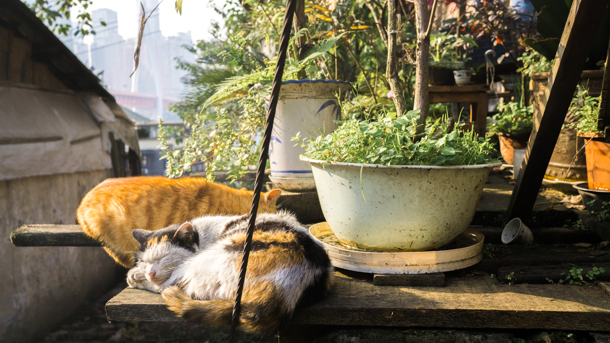 Sony a6000 + Sony Sonnar T* E 24mm F1.8 ZA sample photo. Cat sleep photography