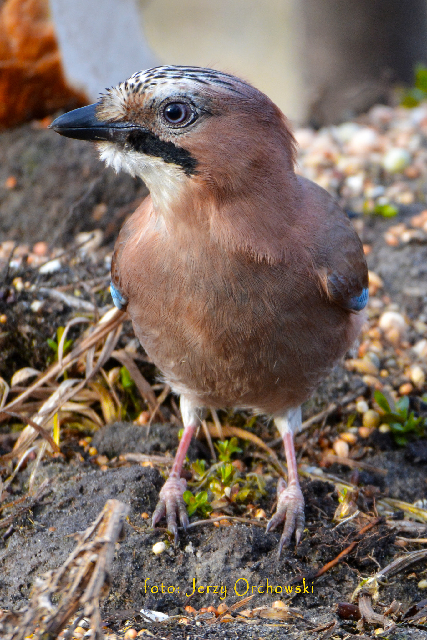 Nikon D7100 sample photo
