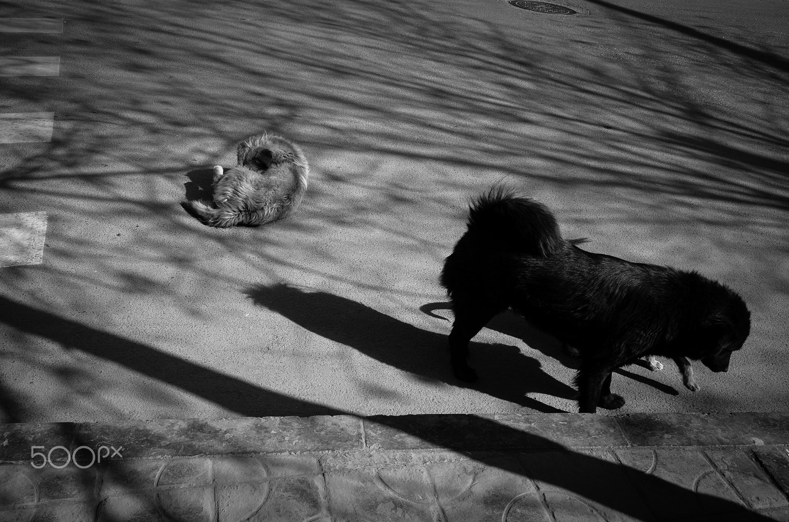 Ricoh GR II + GR Lens sample photo. 《两只狗》 photography