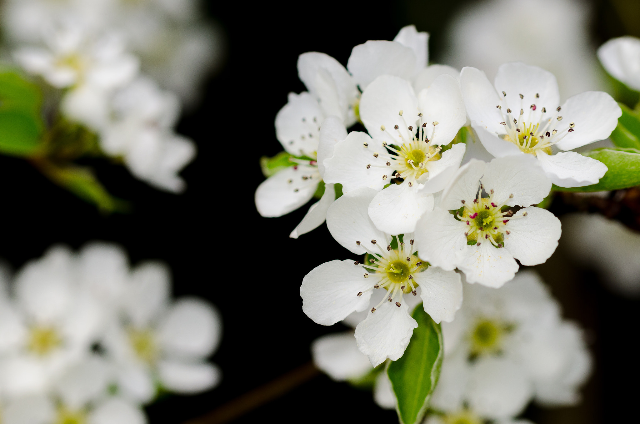Sigma 105mm F2.8 EX DG OS HSM sample photo. 01.04.17 photography