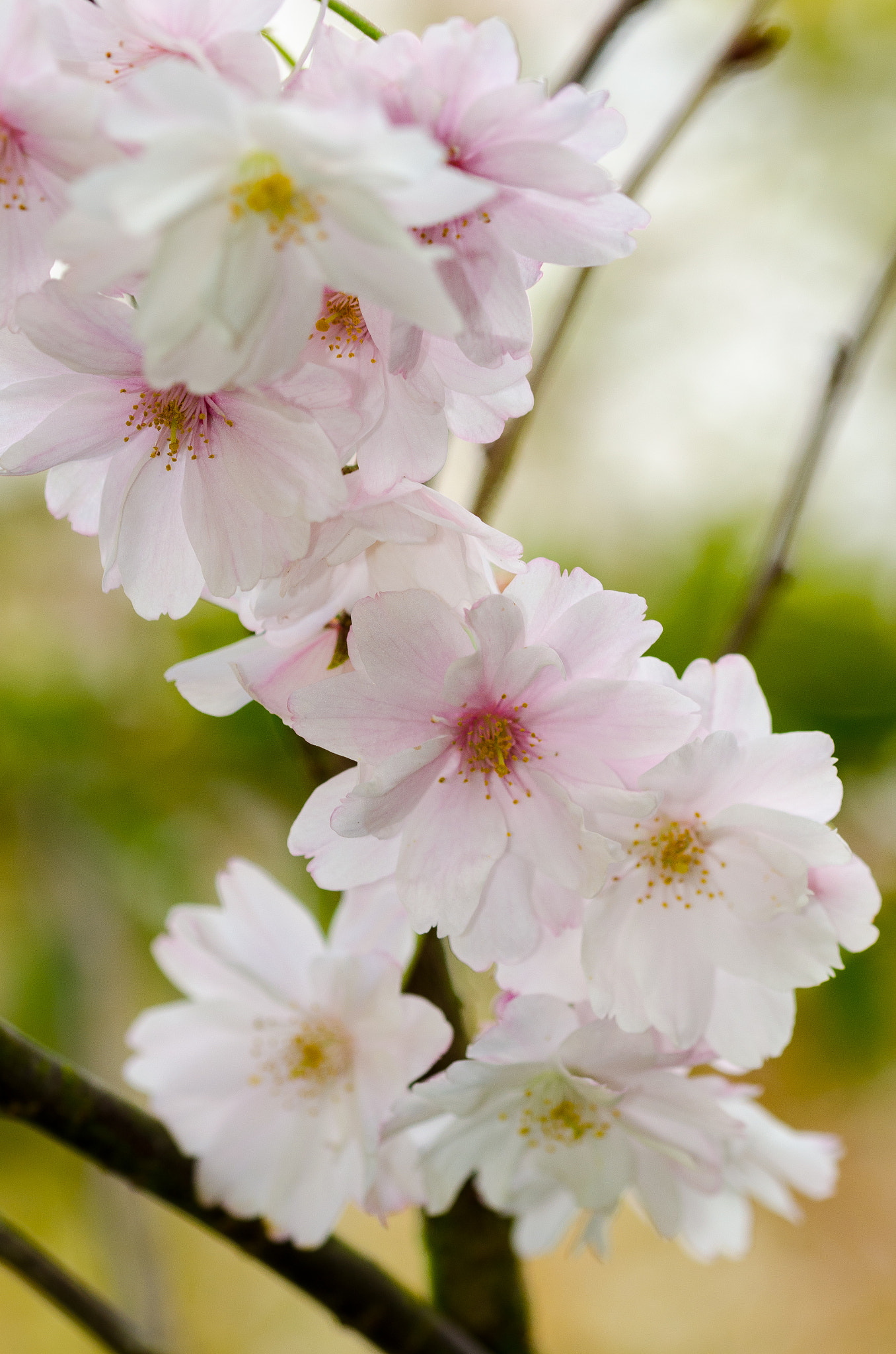 Sigma 105mm F2.8 EX DG OS HSM sample photo. 01.04.17 photography