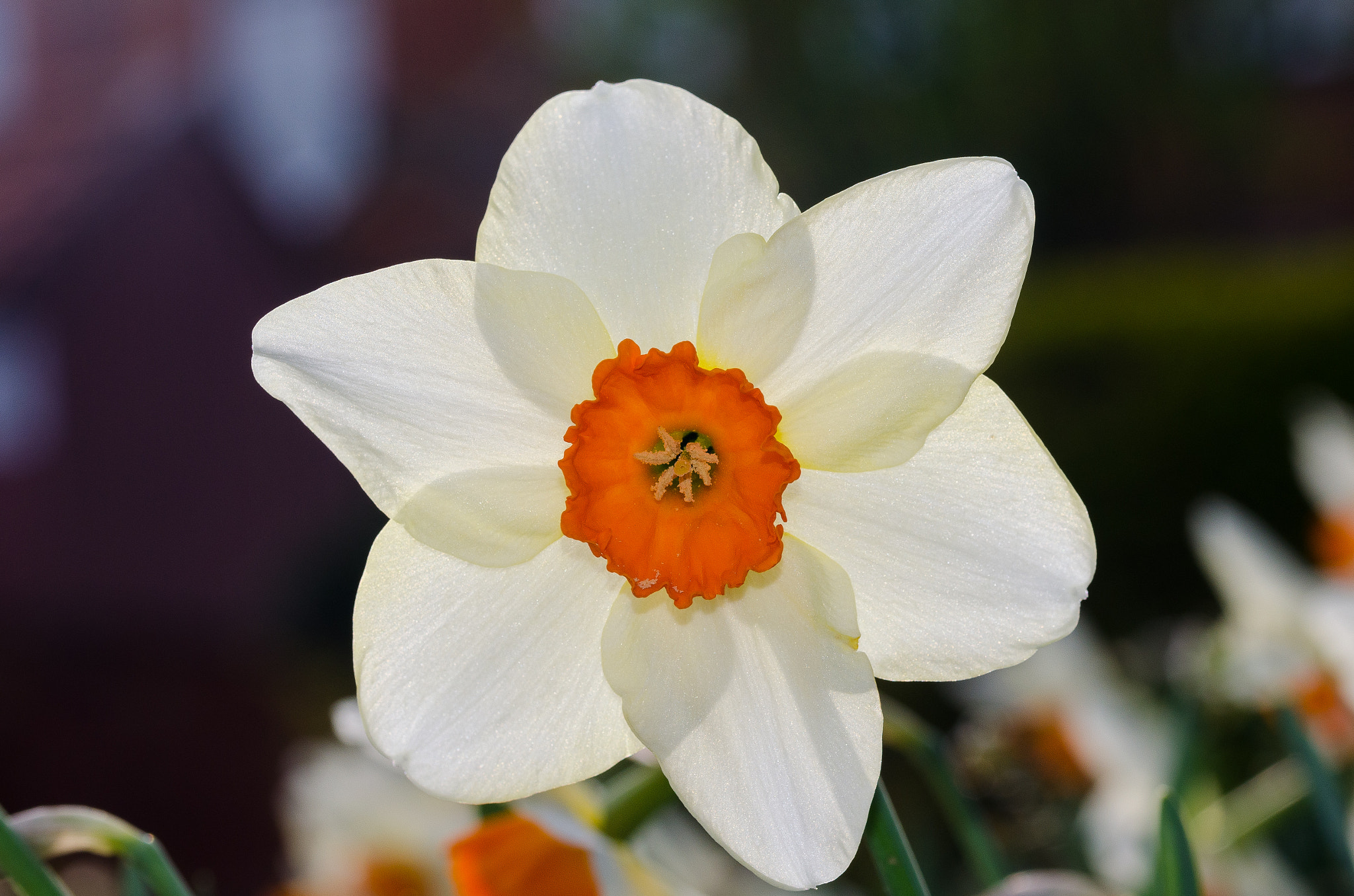 Sigma 105mm F2.8 EX DG OS HSM sample photo. 01.04.17 photography