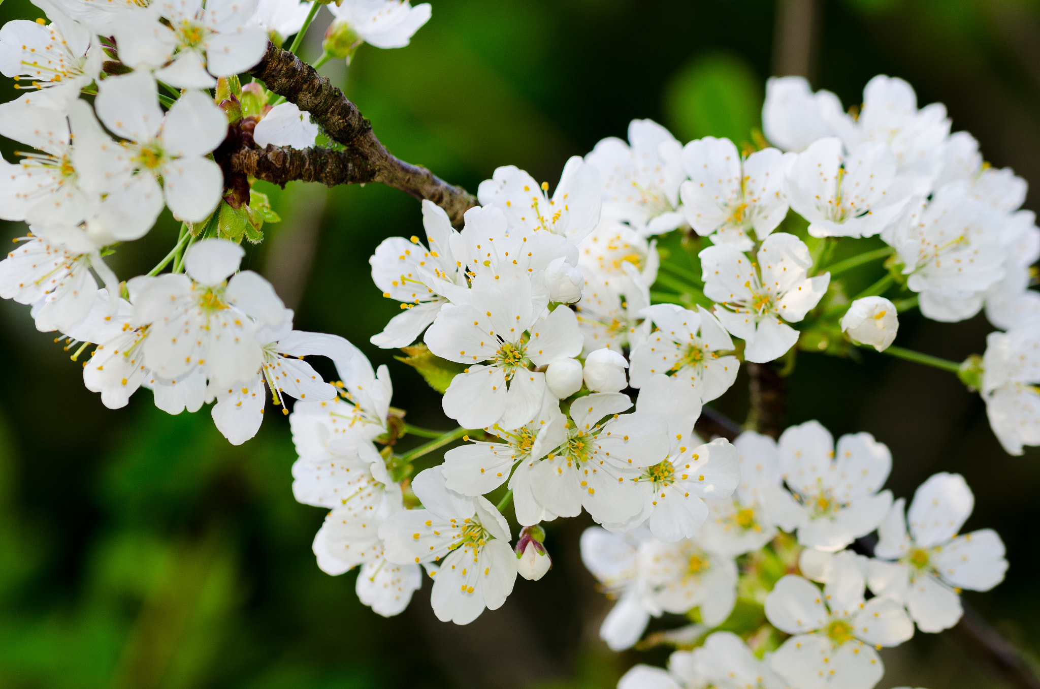 Sigma 105mm F2.8 EX DG OS HSM sample photo. 01.04.17 photography