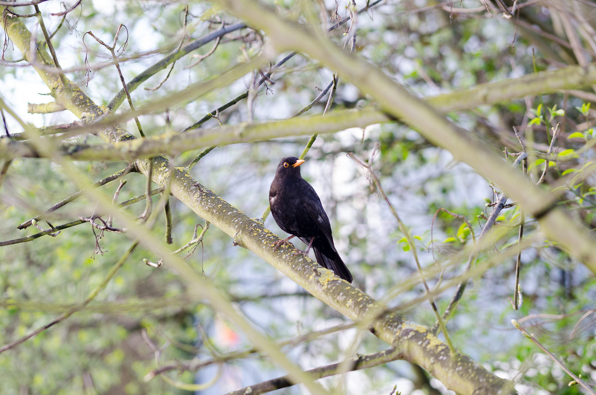 Sigma 105mm F2.8 EX DG OS HSM sample photo. 01.04.17 photography