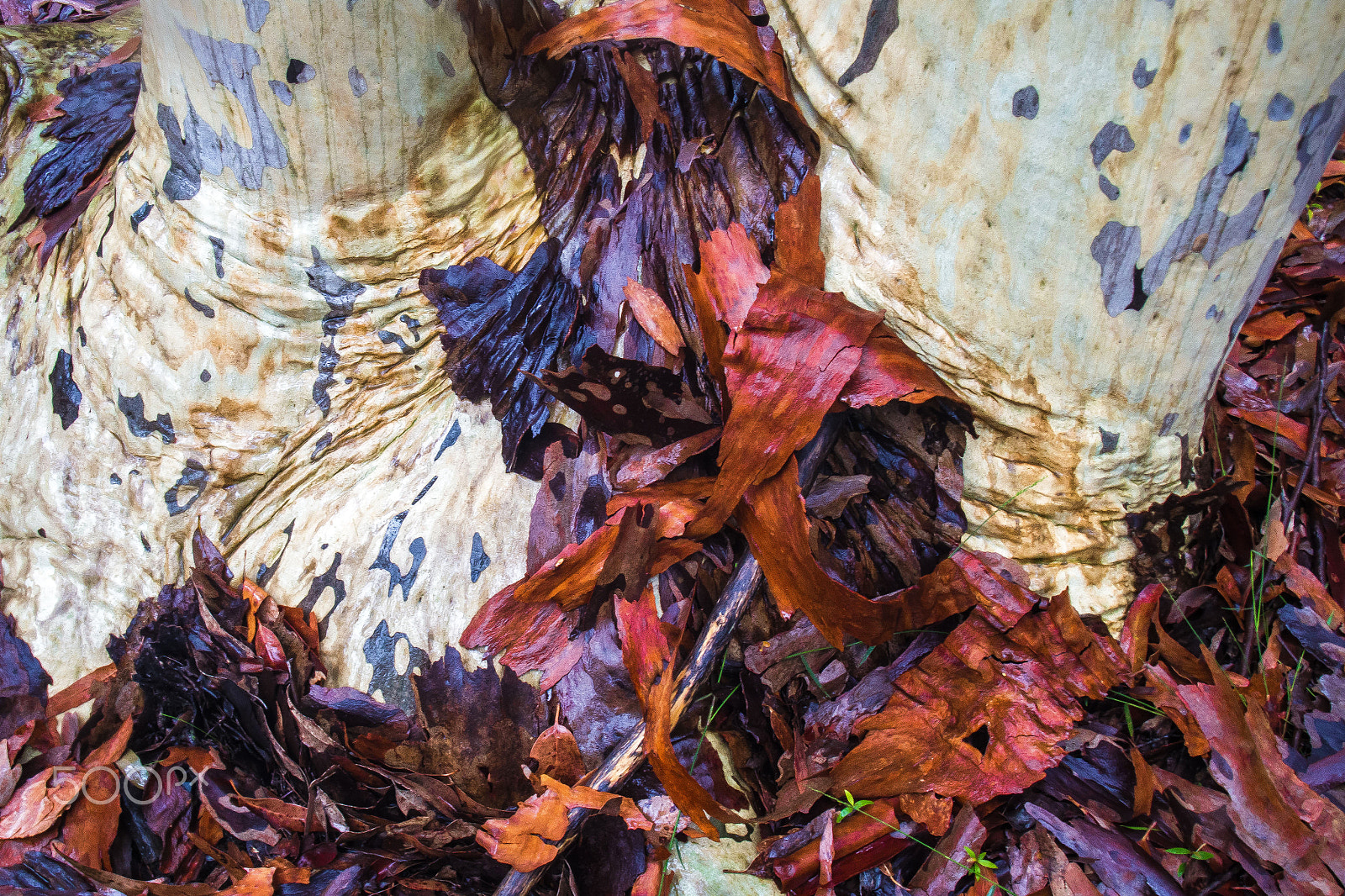 Olympus OM-D E-M5 sample photo. Spotted gum photography