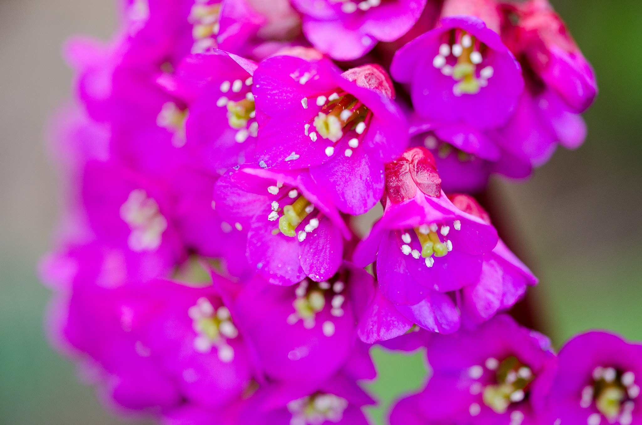 Sigma 105mm F2.8 EX DG OS HSM sample photo. 01.04.17 photography