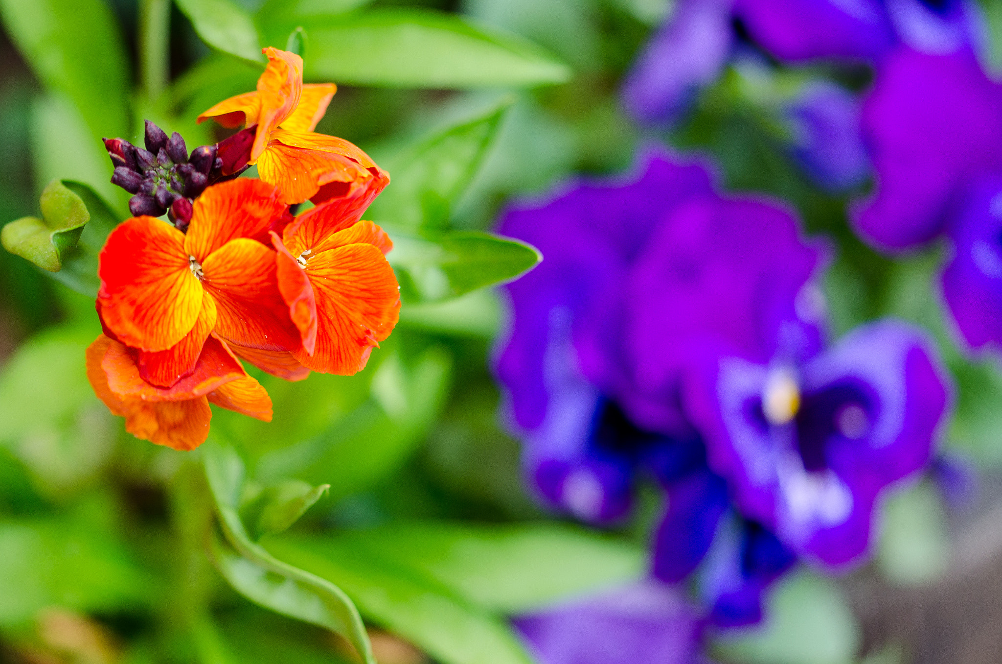 Sigma 105mm F2.8 EX DG OS HSM sample photo. 01.04.17 photography