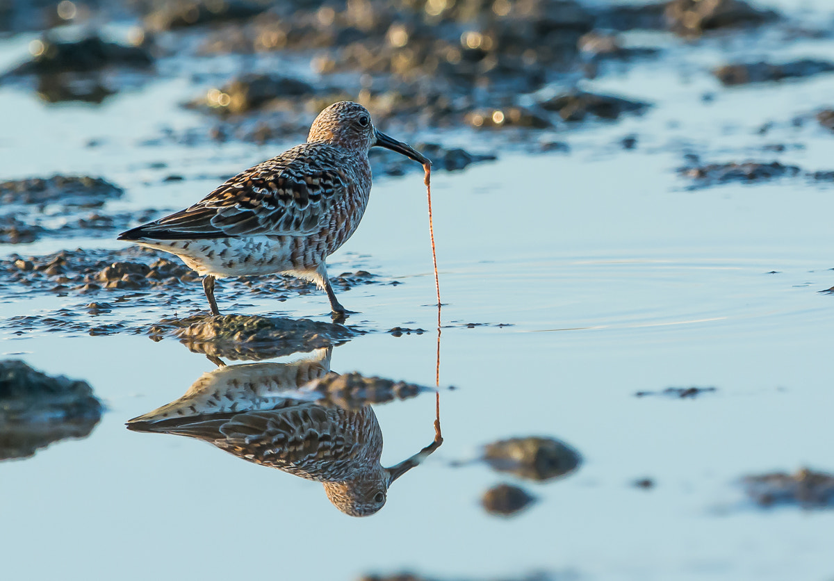 Nikon AF-S Nikkor 600mm F4G ED VR sample photo. Curlew sandpiper photography