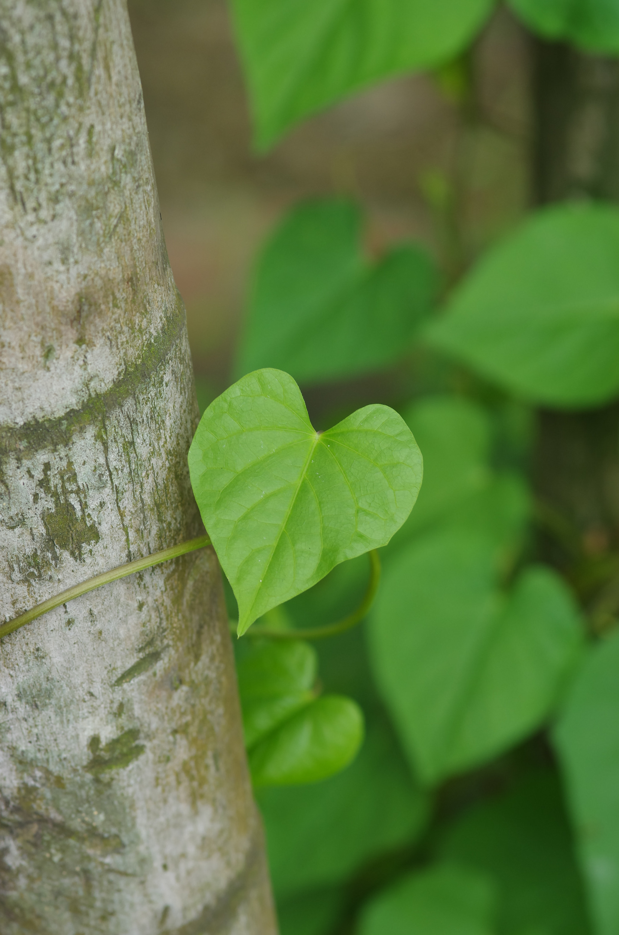 Pentax K-5 IIs sample photo. Love leafs photography