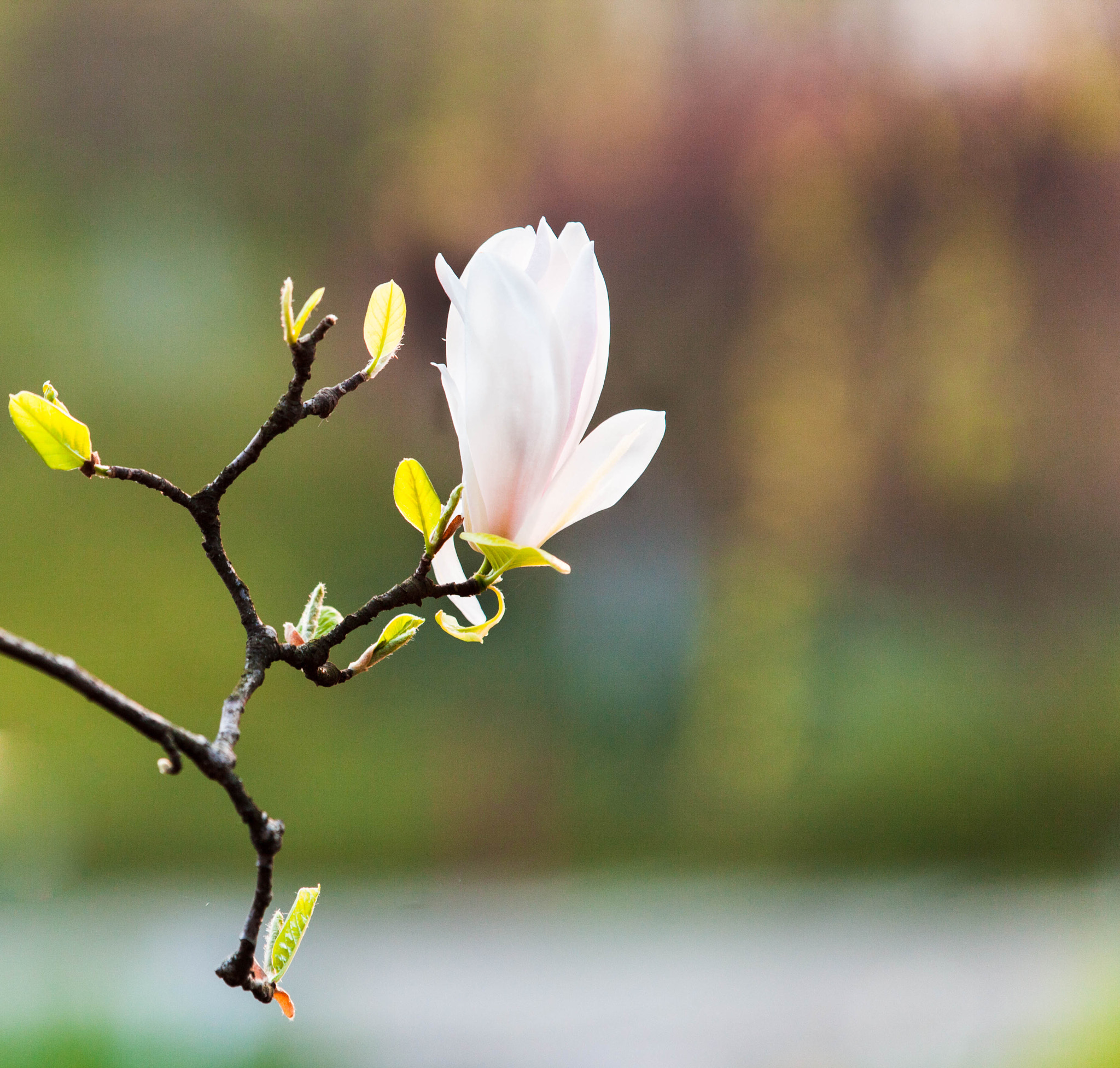 Canon EF 70-200mm F2.8L IS II USM sample photo. 玉兰.太子湾.杭州 photography