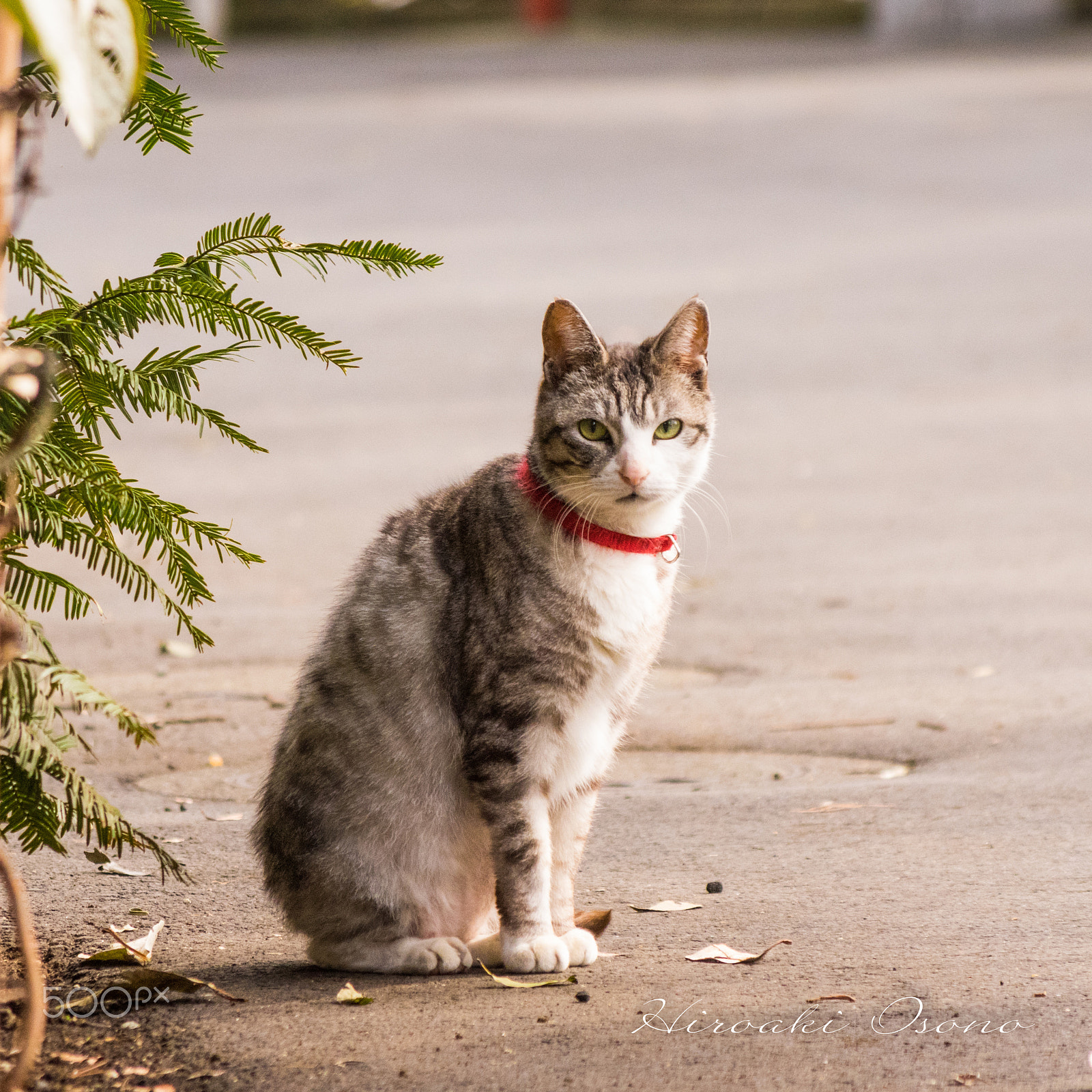 Pentax K-3 + HD Pentax DA 55-300mm F4.0-5.8 ED WR sample photo. Cat photography