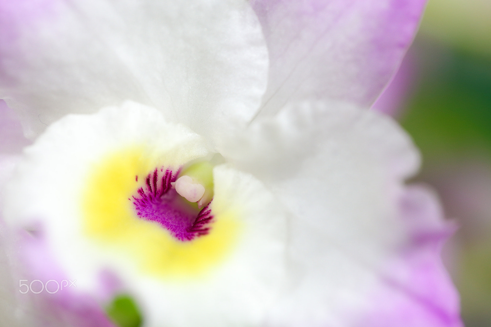 Canon EF 100mm F2.8L Macro IS USM sample photo. Orchid with pastel colors photography