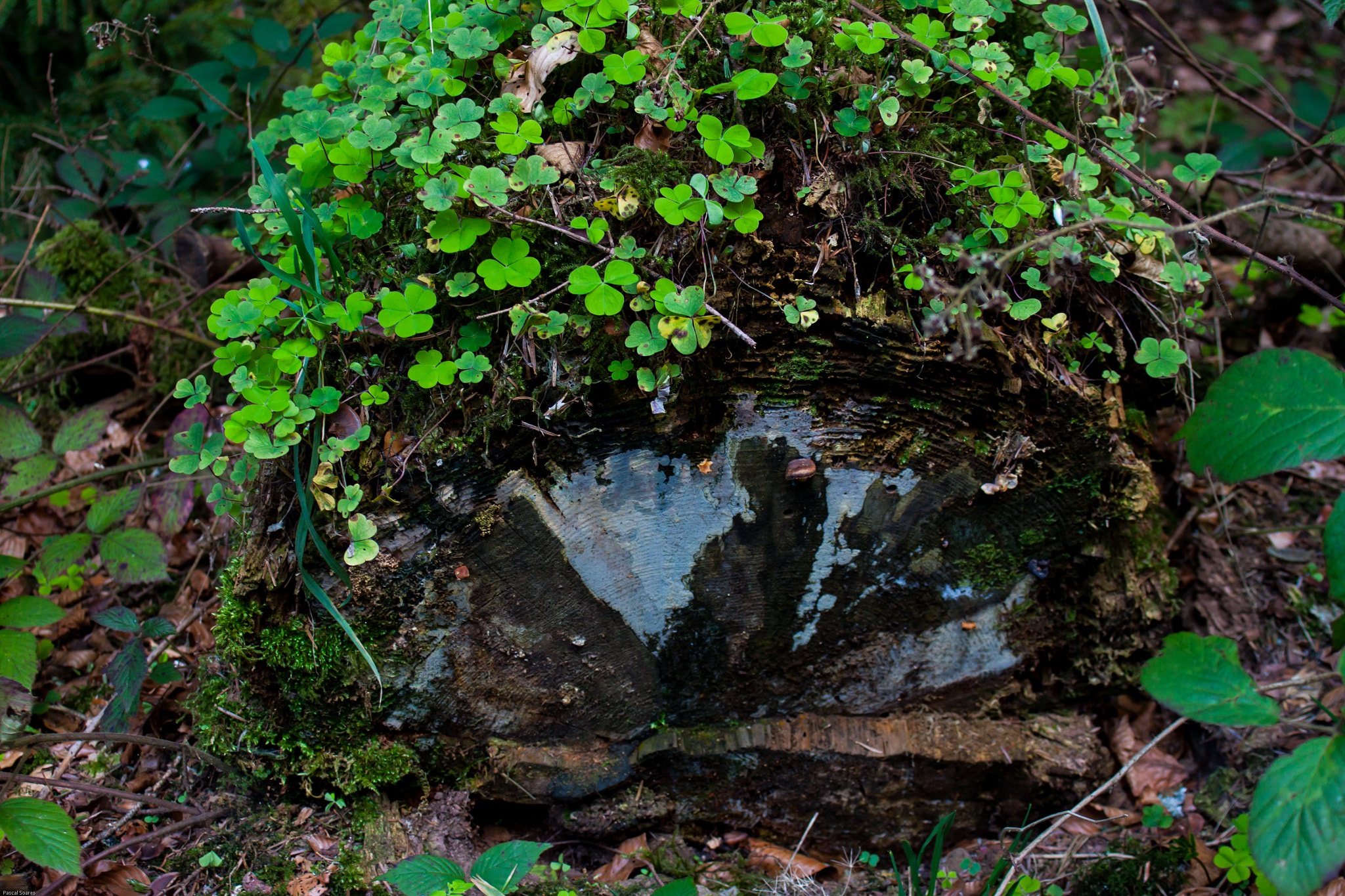 Canon EF 35-80mm f/4-5.6 sample photo. clover on the tree trunk photography