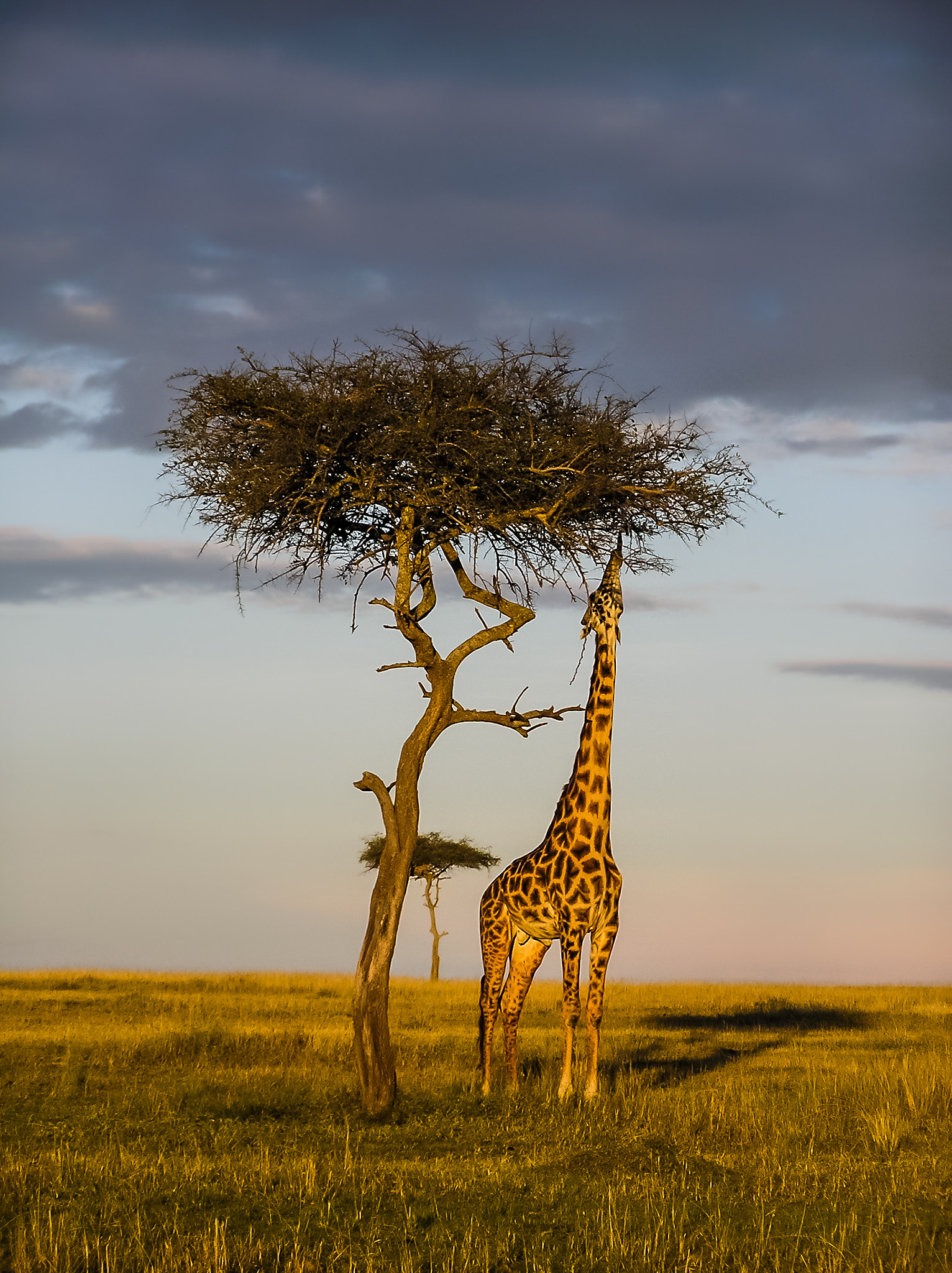 Olympus C750UZ sample photo. Giraffe at sunset photography